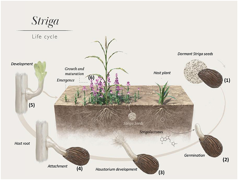 Figure 1 - The Striga life cycle.