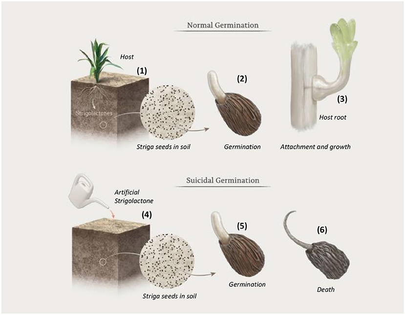Figure 2 - Suicidal germination technology.