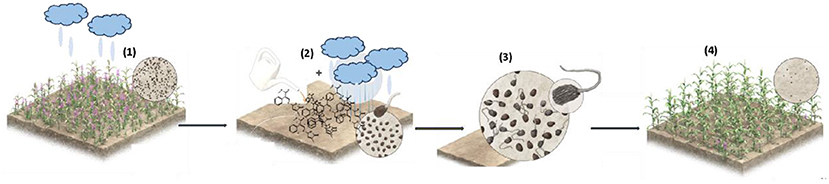 Figure 3 - Our suicidal germination protocol.
