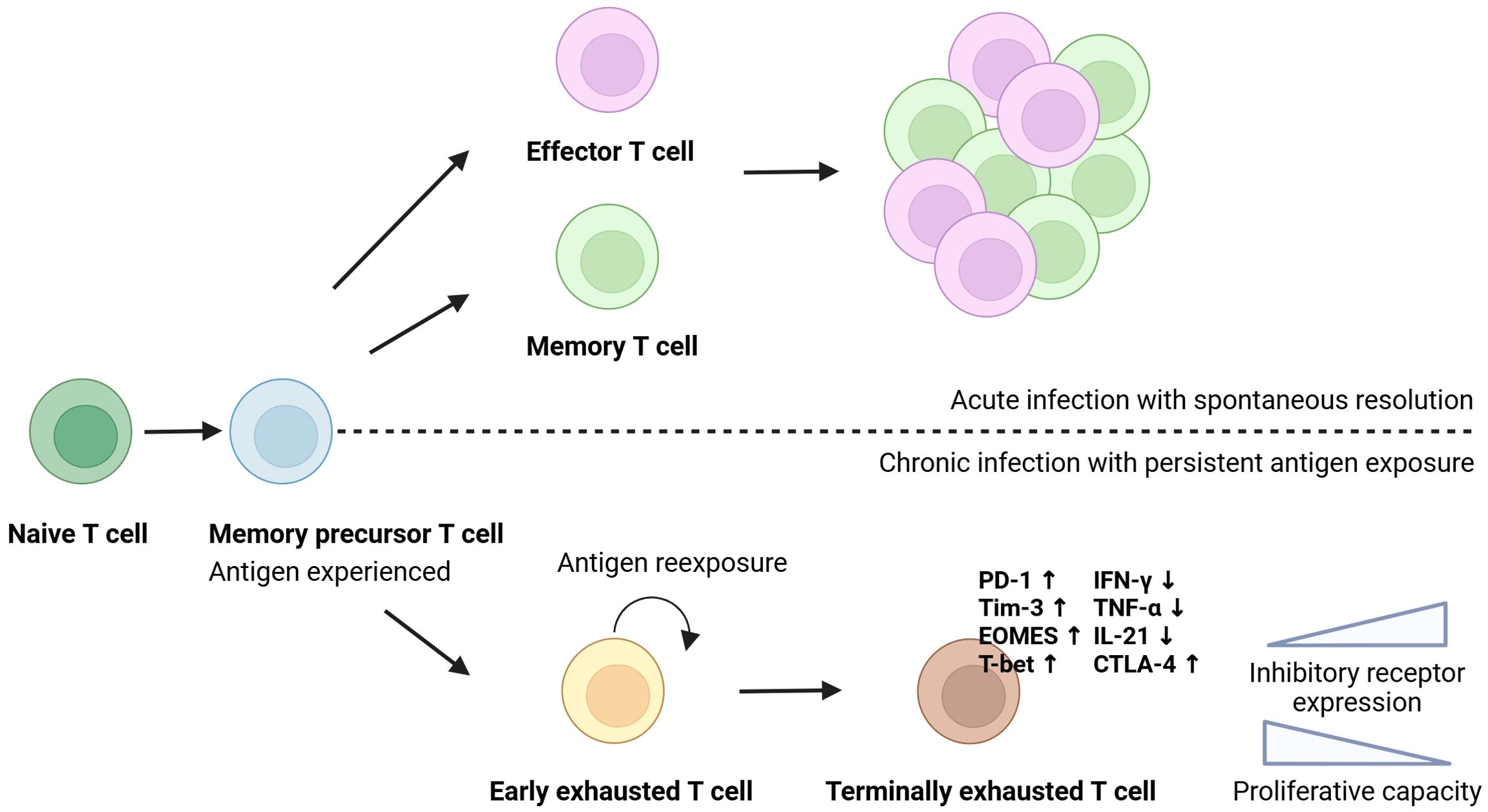 Diagram illustrating T cell differentiation pathways. A naive T cell develops into a memory precursor T cell after antigen exposure. It then either becomes an effector T cell or a memory T cell, resolving acute infections. In chronic infections, it progresses to early and then terminally exhausted T cells, characterized by increased inhibitory receptor expression and altered cytokine levels (PD-1, Tim-3, EOMES, T-bet, IFN-γ, TNF-α, IL-21, CTLA-4).