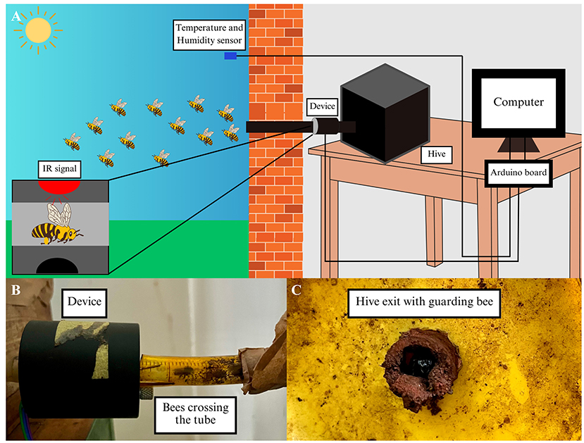 Diagram showing a beehive monitoring system. Panel A: Illustrates bees exiting a hive to outdoor space, with an IR signal, temperature, and humidity sensor connected to a computer via an Arduino oard. Panel B: Close-up of a tube, labeled "Device," with bees crossing. Panel C: Hive exit with a guarding bee.