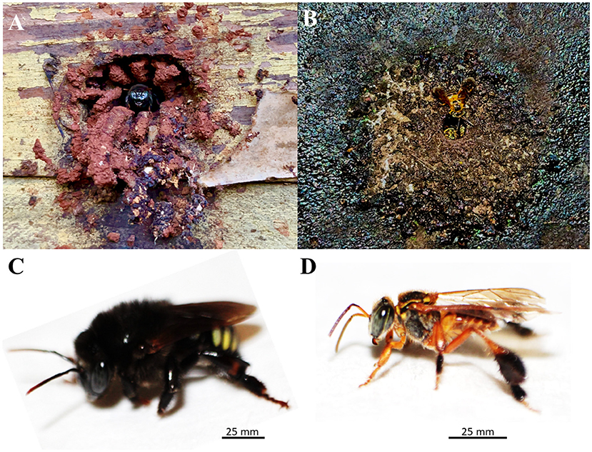 A four-panel image of bees and their nests. Panel A shows a mandaçaia bee in the nest entrance constructed from red clay. Panel B displays two yellow marmelada bees at the nest entrance constructed from resin material. Panel C features a close-up of a black mandaçaia bee withyellow markings on the abdomen. Panel D shows a yellow marmelada bee bee. The bars for panels C and D represent a 25-millimeter size scale.
