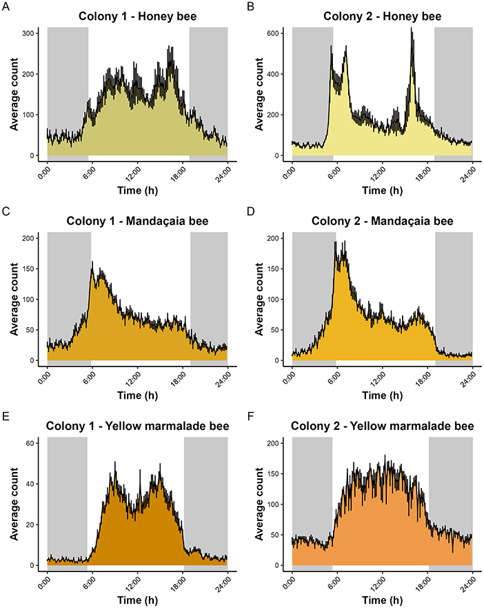 Graphs illustrate average bee activity over time for different colonies. Panels A and B (honey bees) show activity peaks between 6:00 and 18:00 with higher counts in Colony 2. Panels C and D (mandaçaia bees) display activity peaking around 6:00 and declining by 18:00. Panels E and F (yellow marmelada bees) show consistent activity from 6:00 to 18:00, with noticeable peaks in Colony 1. Gray areas represent nighttime.