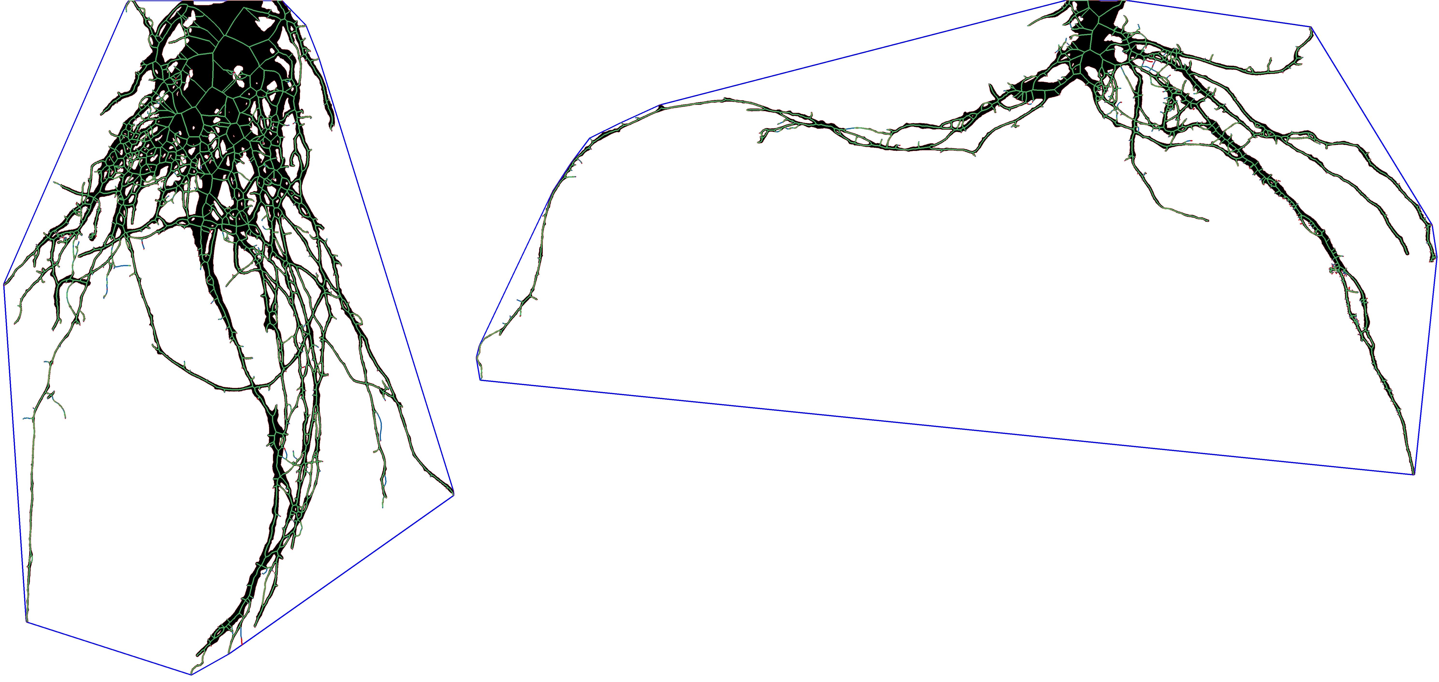Two illustrations of detailed root structures. Both images feature intricate branching root systems with a complex network of roots within a shape that tightly outlines both systems. The left image displays a dense root system and the right image shows the opposite. The roots are black and green.