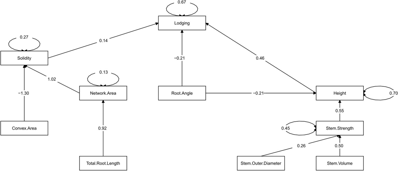 A chart depicting a data-derived model of traits that affect lodging in barley. The model shows that solidity, root angle and height directly influence lodging. Lodging is indirectly influenced by seven other traits. Arrows indicate the direction of influence and values represent estimated strength of influence. Circular arrows indicate unaccounted variation.