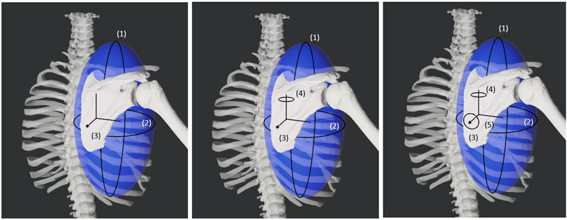 Three-panel illustration of a skeletal torso with a blue shaded area representing the scapula movements. Each panel shows different rotational axes labeled with numbers: (1) vertical, (2) horizontal, (3) diagonal, (4) midline, and (5) lower central. White ribcage and vertebrae structures are visible against a dark background.