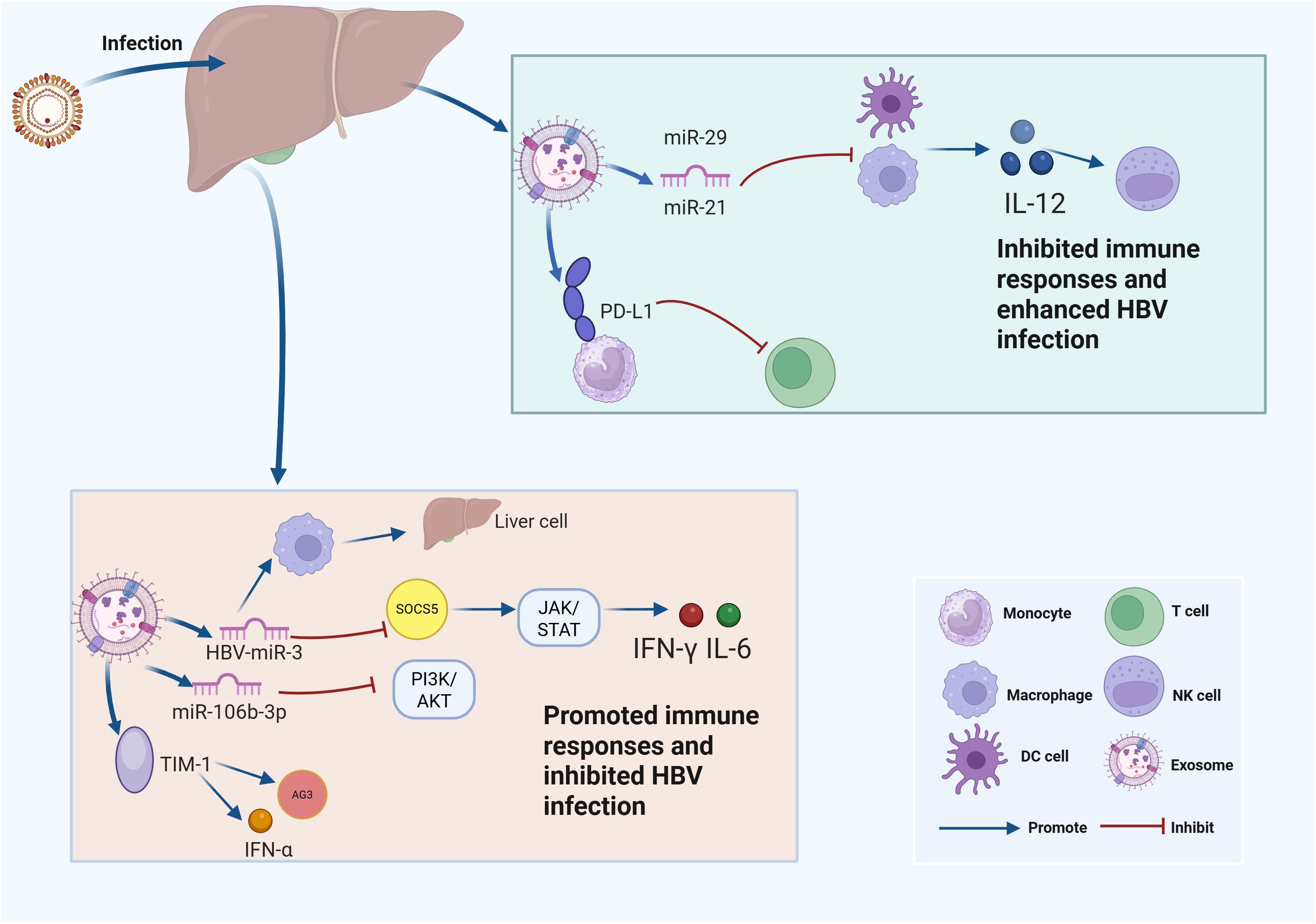 Diagram showing the immune response to HBV infection in liver cells. The top section illustrates inhibited immune responses with miR-29, miR-21, and PD-L1 affecting IL-12. The bottom section shows promoted immune responses using HBV-miR-3, miR-106b-3p, SOCS5, JAK/STAT, and PI3K/AKT pathways involving IFN-γ and IL-6. A legend identifies monocytes, T cells, macrophages, NK cells, DC cells, and exosomes, with arrows indicating promotion or inhibition.