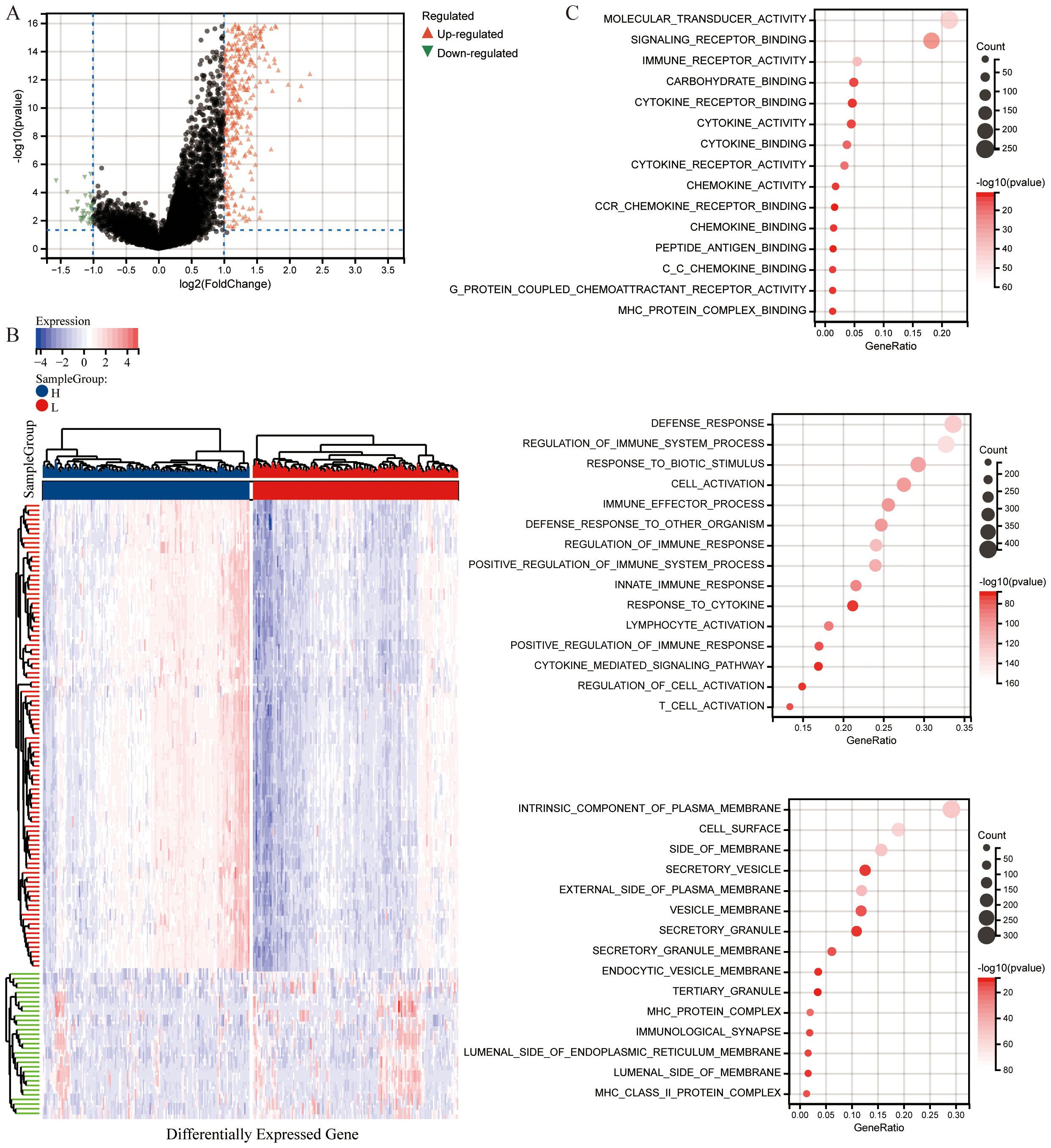 Panel A displays a volcano plot with data points for gene expression: up-regulated in red, down-regulated in green, and non-significant in black. Panel B shows a heatmap of gene expression clustered by sample groups, highlighting expression levels in varying colors from blue to red. Panel C contains dot plots of gene ontology analysis, illustrating molecular functions, biological processes, and cellular components with gene ratios and significance levels indicated by dot size and color gradient.