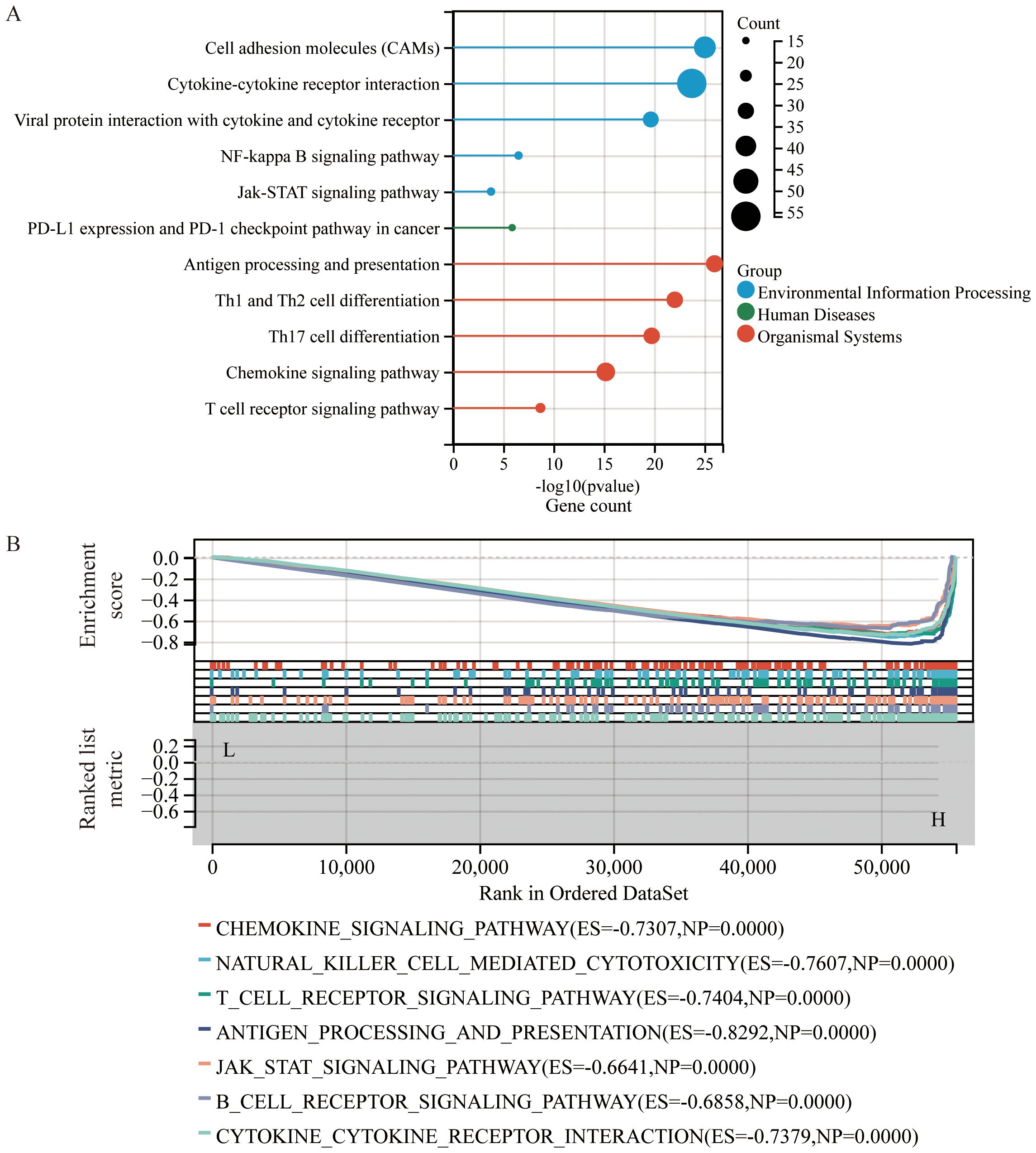 Panel A displays a bubble chart showing pathways like “Cell adhesion molecules” and “T cell receptor signaling pathway,” with varying sizes indicating counts and colors representing groups. Panel B features an enrichment plot with pathways like “Chemokine signaling pathway,” displaying enrichment scores based on rank.
