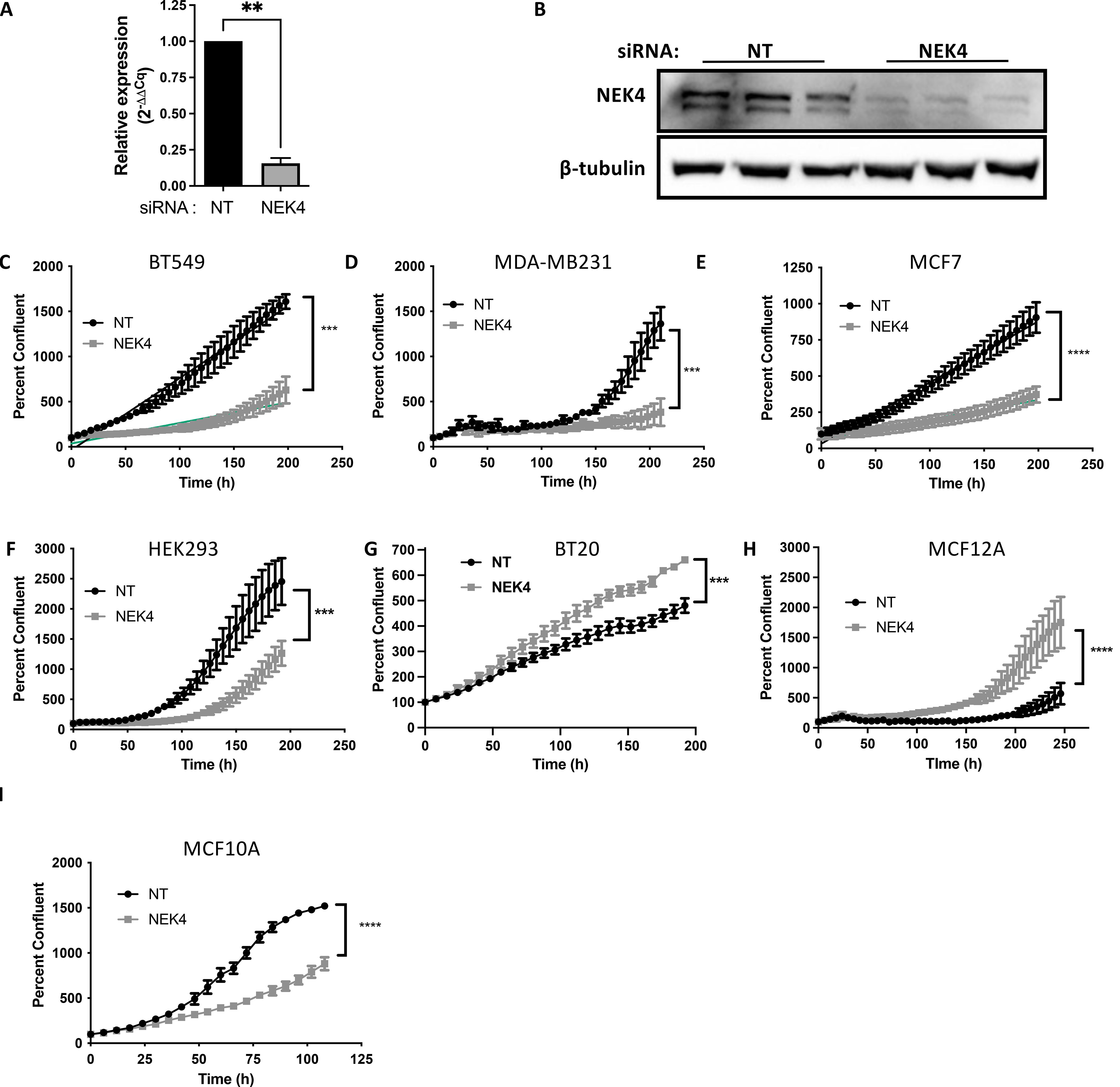 Bar graph and Western blot analysis followed by multiple line graphs highlighting effects of NEK4 siRNA and NT control on various cell lines. Image A shows a bar graph with increased expression under NT compared to NEK4. Image B displays a Western blot with NEK4 and β-tubulin bands. Images C to I show line graphs for BT549, MDA-MB231, MCF7, HEK293, BT20, MCF12A, and MCF10A, comparing percent confluence over time between NT and NEK4 conditions, with significant differences marked by asterisks.