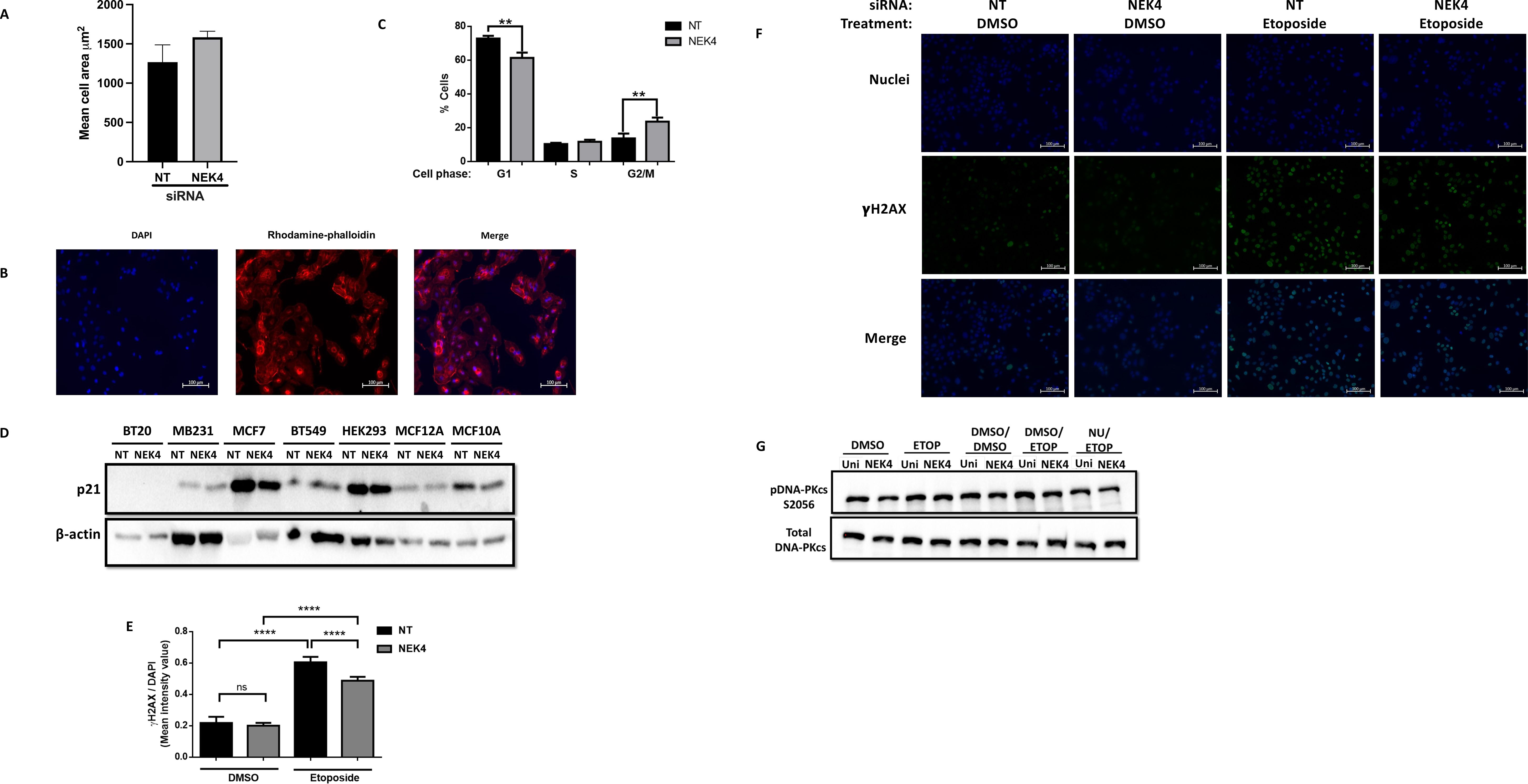 A multi-panel scientific image showing various experiments and results: (A) Bar graph comparing mean cell area between NT and NEK4 siRNA; (B) Fluorescent images of cells with DAPI staining, rhodamine-phalloidin, and merged view; (C) Bar graph depicting cell cycle phases for NT and NEK4 siRNA; (D) Western blot showing p21 and β-actin expression across different cell lines with NT and NEK4; (E) Bar graph of γH2AX intensity with DMSO and Etoposide treatments; (F) Fluorescence images showing nuclei, γH2AX, and merged views under different treatments; (G) Western blot displaying pDNA-PKcs and total DNA-PKcs with various treatments.