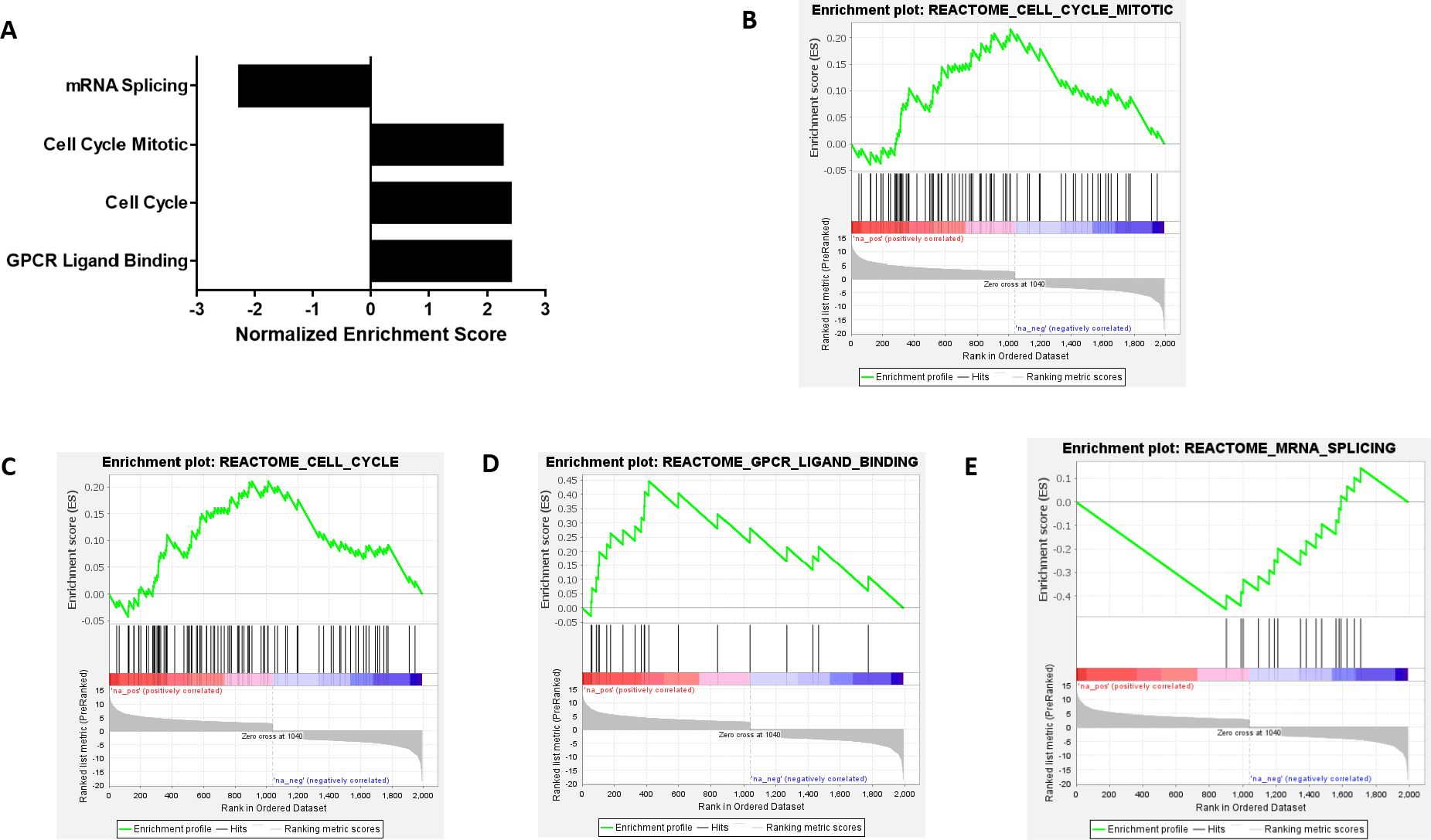 Bar graph and enrichment plots illustrating gene set enrichment analysis. Panel A shows a bar graph with normalized enrichment scores for mRNA splicing, cell cycle mitotic, cell cycle, and GPCR ligand binding. Panels B, C, D, and E display enrichment plots for Reactome pathways: cell cycle mitotic, cell cycle, GPCR ligand binding, and mRNA splicing, respectively, showing enrichment scores across ranked datasets.