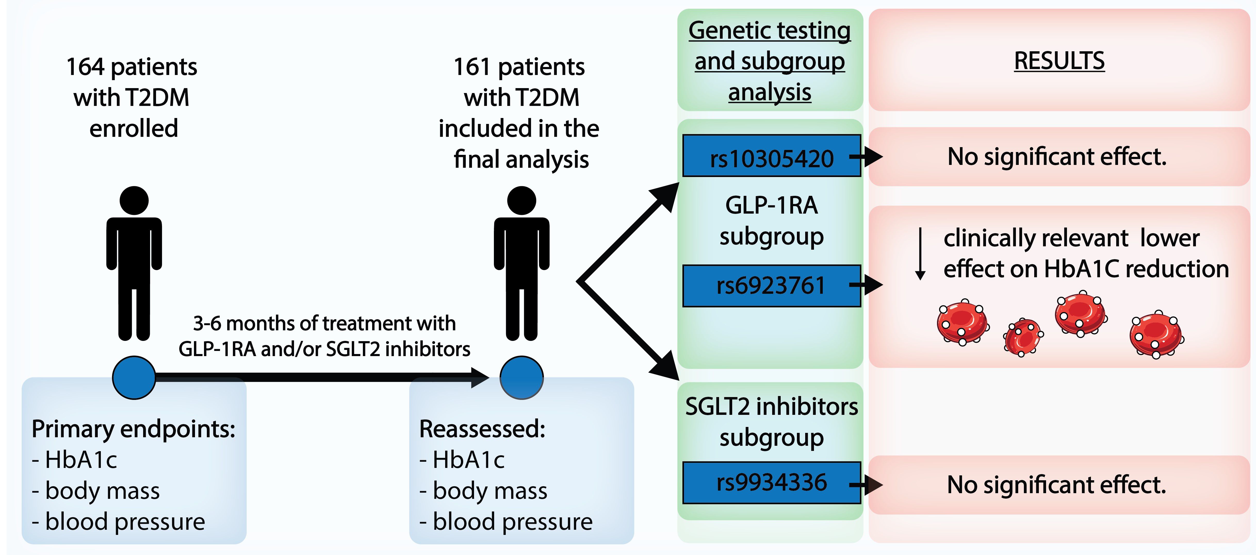 Flowchart showing a study on 164 patients with type 2 diabetes mellitus (T2DM). After 3-6 months of treatment with GLP-1RA or SGLT2 inhibitors, 161 patients were analyzed. Genetic testing identified subgroups. Results showed no significant effect for SGLT2 inhibitors and some GLP-1RA patients, but a clinically relevant lower effect on HbA1C reduction in the GLP-1RA subgroup with rs6923761. Primary endpoints were HbA1c, body mass, and blood pressure.