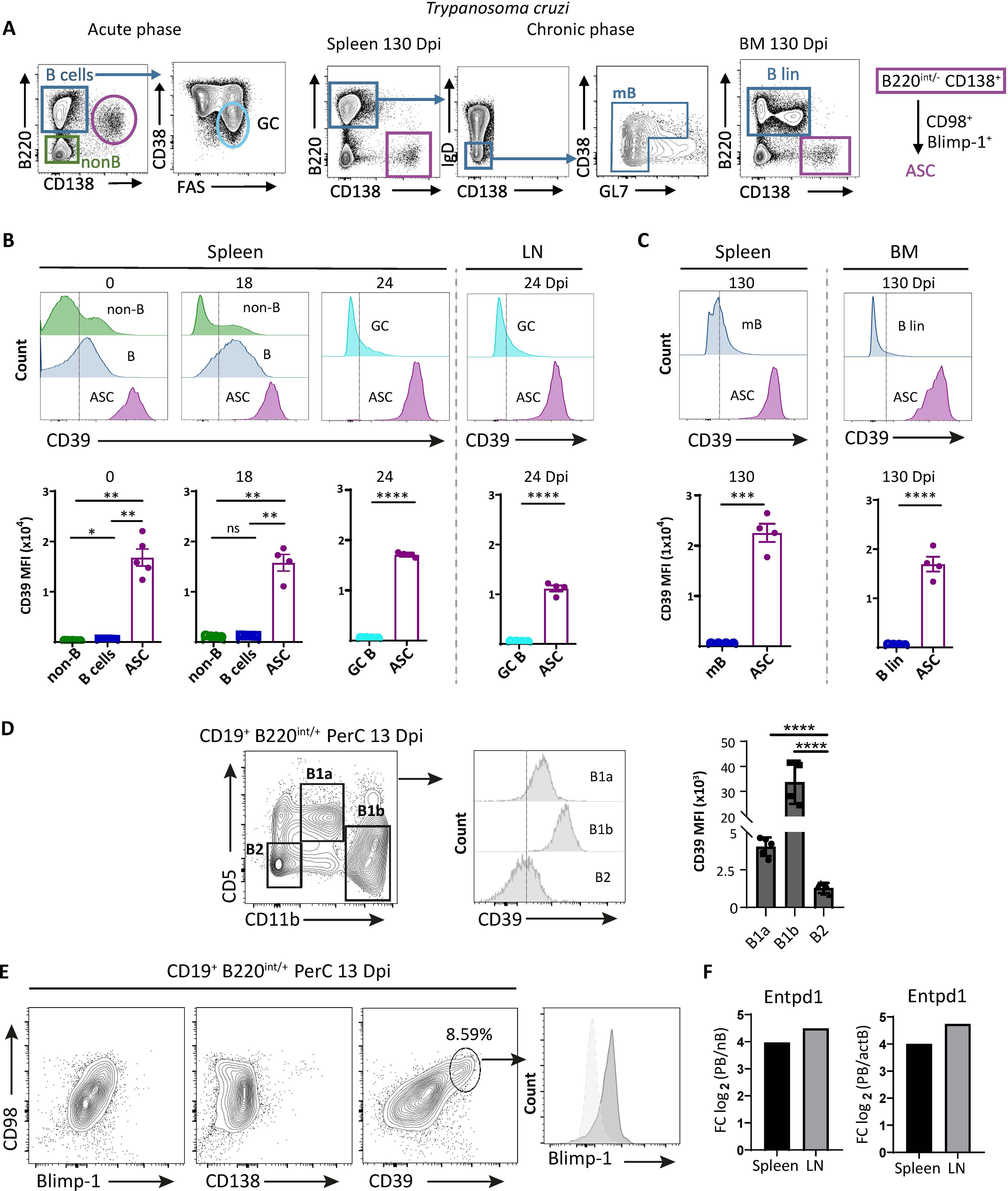 Diagram showing flow cytometry analysis of immune cells during acute and chronic phases of *Trypanosoma cruzi* infection. Panels A to F depict expression of CD39 on various cell populations from spleen, lymph node and bone marrow, such as non B cells, GC B cells, memory B cells and on peritoneal B cells (B1a, B1b and B2); highlighting higher expression of CD39 in Antibody producing B cells.