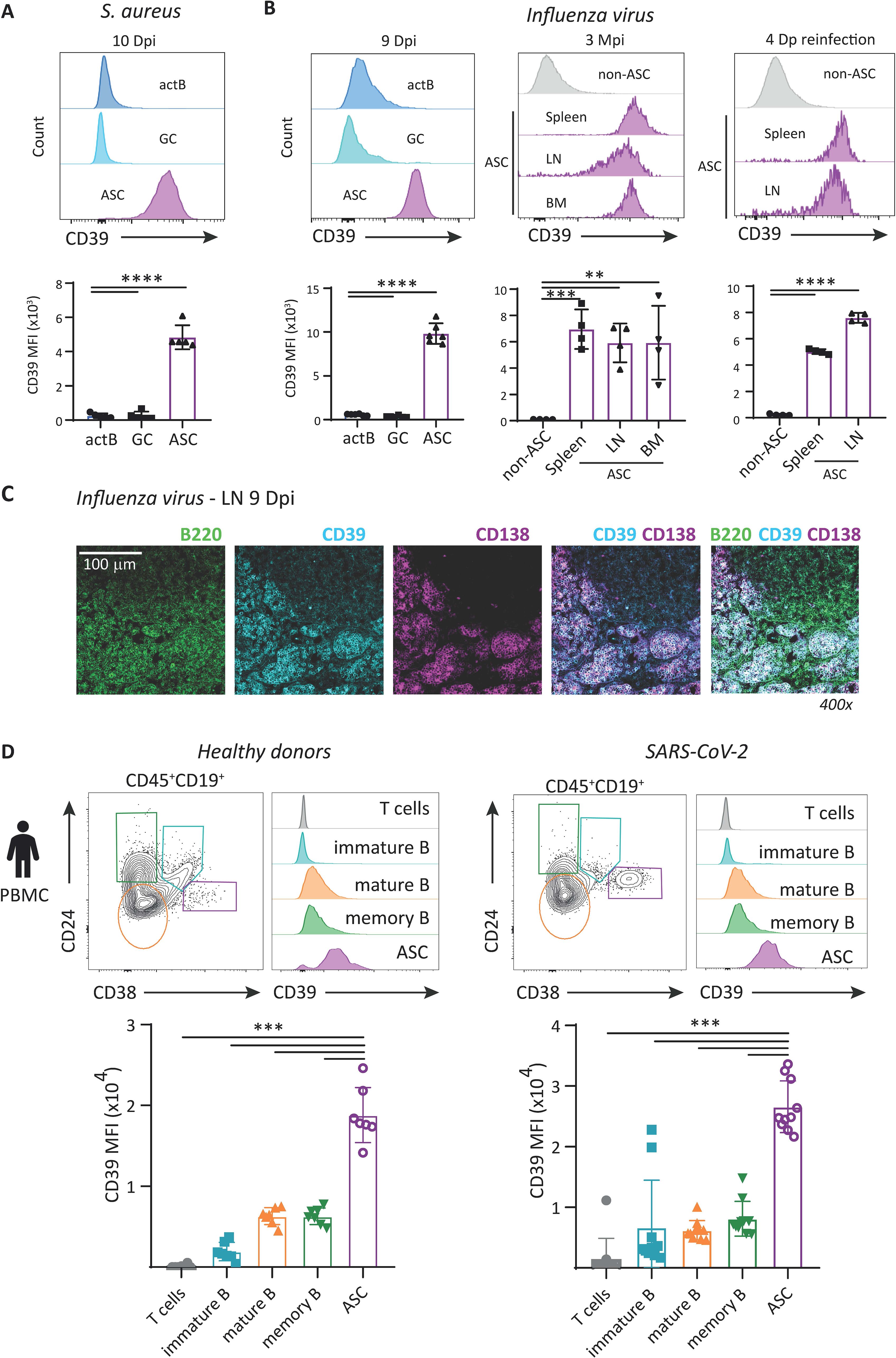 Graphs and microscopic images analyze CD39 expression in various immune cells and conditions. Panels A and B show histograms and bar graphs for S. aureus and Influenza virus impacts on actB, GC, and ASC cells. Panel C displays fluorescence microscopy images highlighting B220, CD39, and CD138 markers in lymph nodes. Panel D compares CD39 expression between healthy donors and SARS-CoV-2 patients using flow cytometry data, highlighting differences in T and B cell populations. Statistical significance is indicated with asterisks.