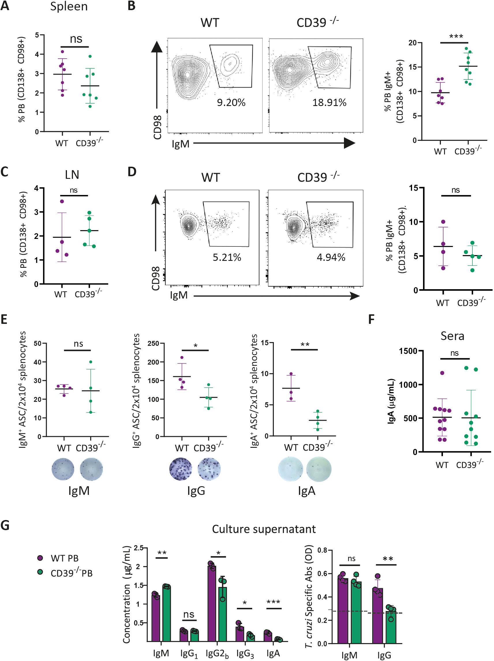Flow cytometry plots and bar graphs illustrate differences in IgM and CD98 expression between plasmablasts from wild type (WT) and CD39 knockout (CD39 -/-) mice across spleen, lymph nodes, and sera. Panels A and C show no significant differences in CD98+ percentages in spleen and lymph nodes. Panel B indicates a significant increase in IgM+ CD98+ in CD39 -/- spleens. Panel D shows no significant difference in IgM+ CD98+ in lymph nodes. Panels E and F display antibody-secreting cells and IgA concentrations, highlighting significant findings only in IgG and IgA producing cells. Panel G details antibody concentrations in culture supernatants, with notable differences in IgG2b and IgG3.