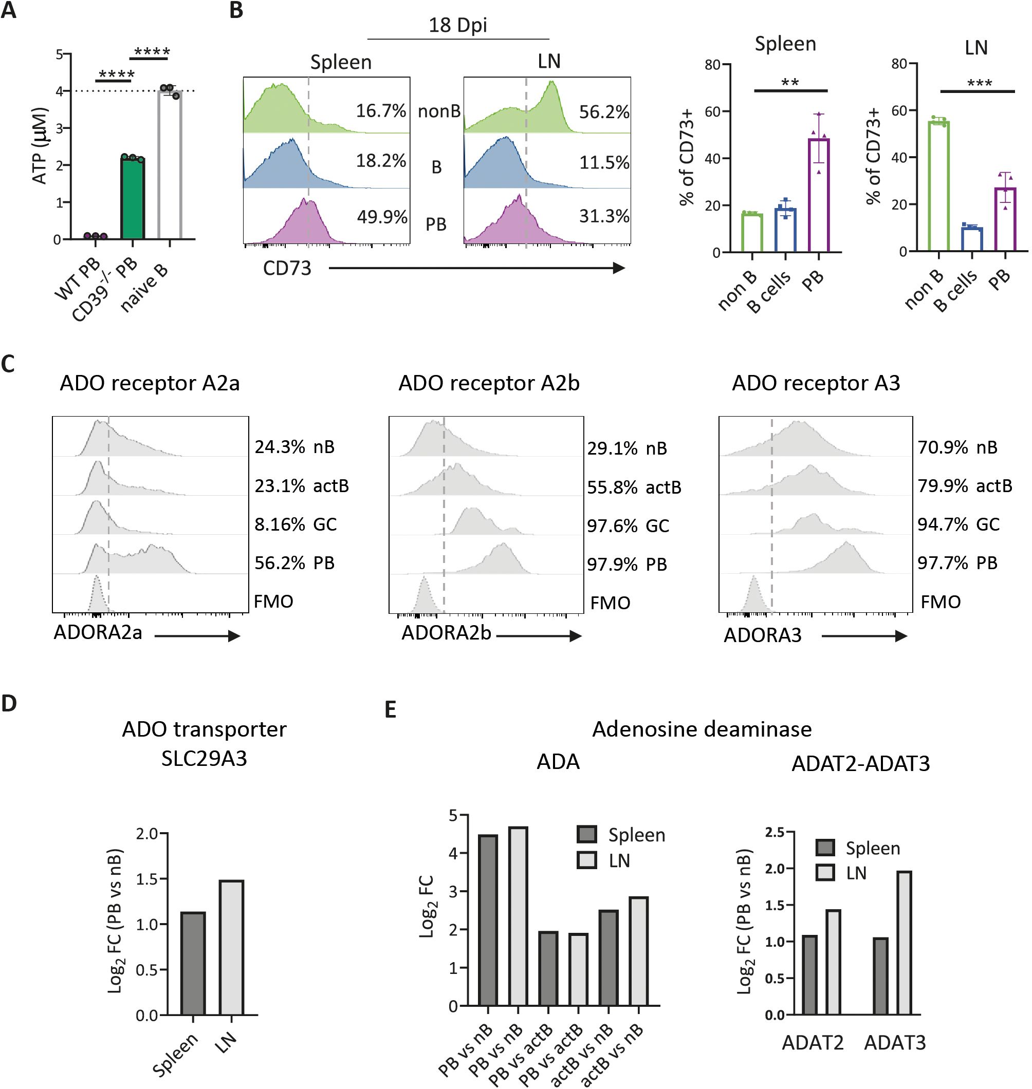 A series of graphs and charts illustrate various biochemical and immunological analyses. Chart A shows ATP levels in different cell populations, with significant differences indicated by asterisks. Chart B compares CD73 expression in spleen and lymph node (LN) at 18 days post-infection, with bar graphs displaying percentage comparisons. Panel C presents histograms of adenosine receptor expressions (A2a, A2b, A3) across cell groups. Panel D shows a bar graph of ADO transporter SLC29A3 expression levels in spleen and LN. Panel E compares Log2 fold changes in adenosine deaminase (ADA) and ADAT2-ADAT3 for spleen and LN.