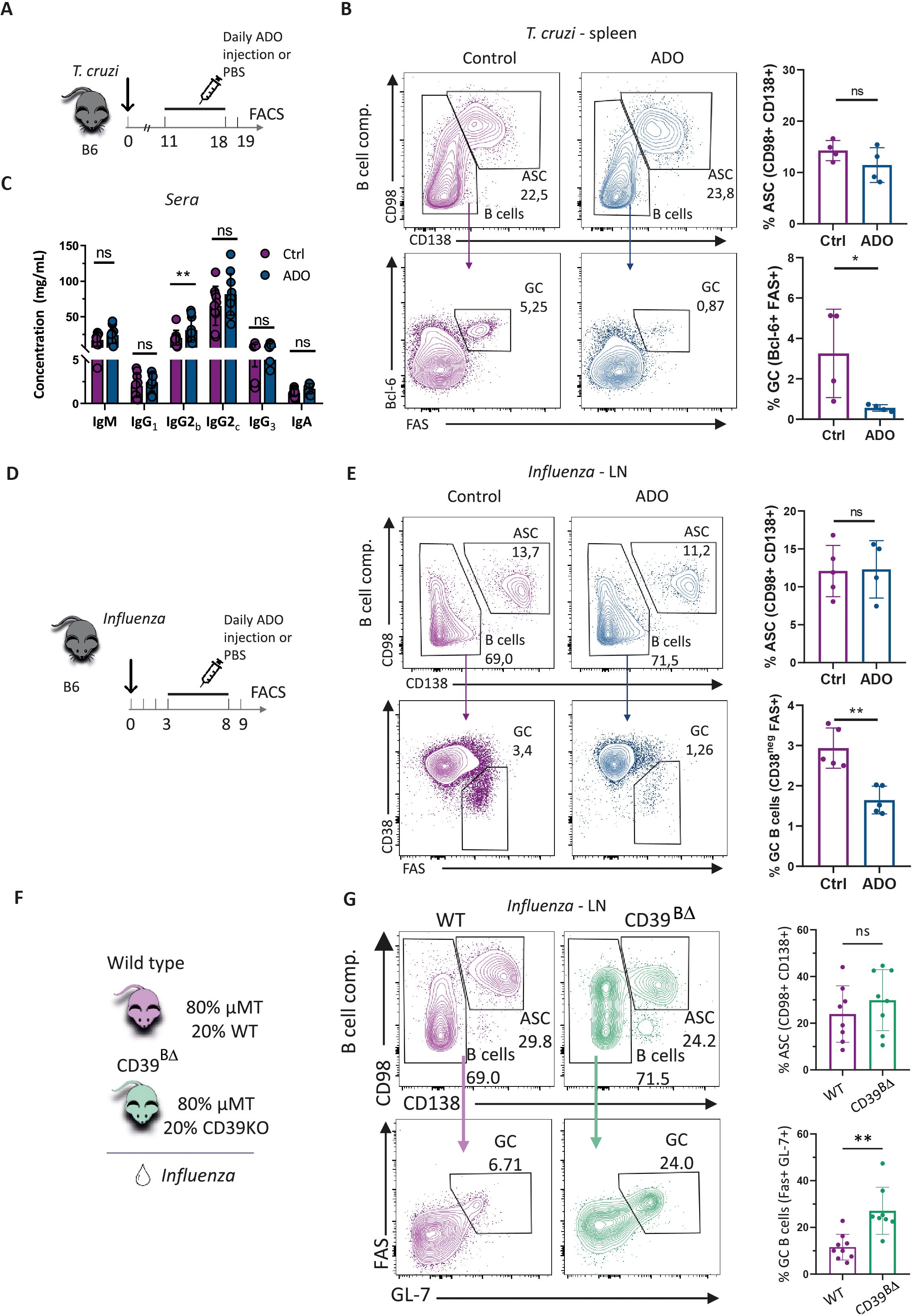 Scientific figures showing the effects of ADO injection or PBS on immune response in T. cruzi and influenza-infected mice. Panels A and D display experimental timelines. B and E show flow cytometry plots with bar graphs comparing control and ADO groups. C depicts sera immunoglobulin concentrations. F and G compare wild type and CD39 deficient on B cells mice responses, with additional flow plots andgraphs. Graph highlights include significant differences marked by asterisks and “ns” for non-significant differences.