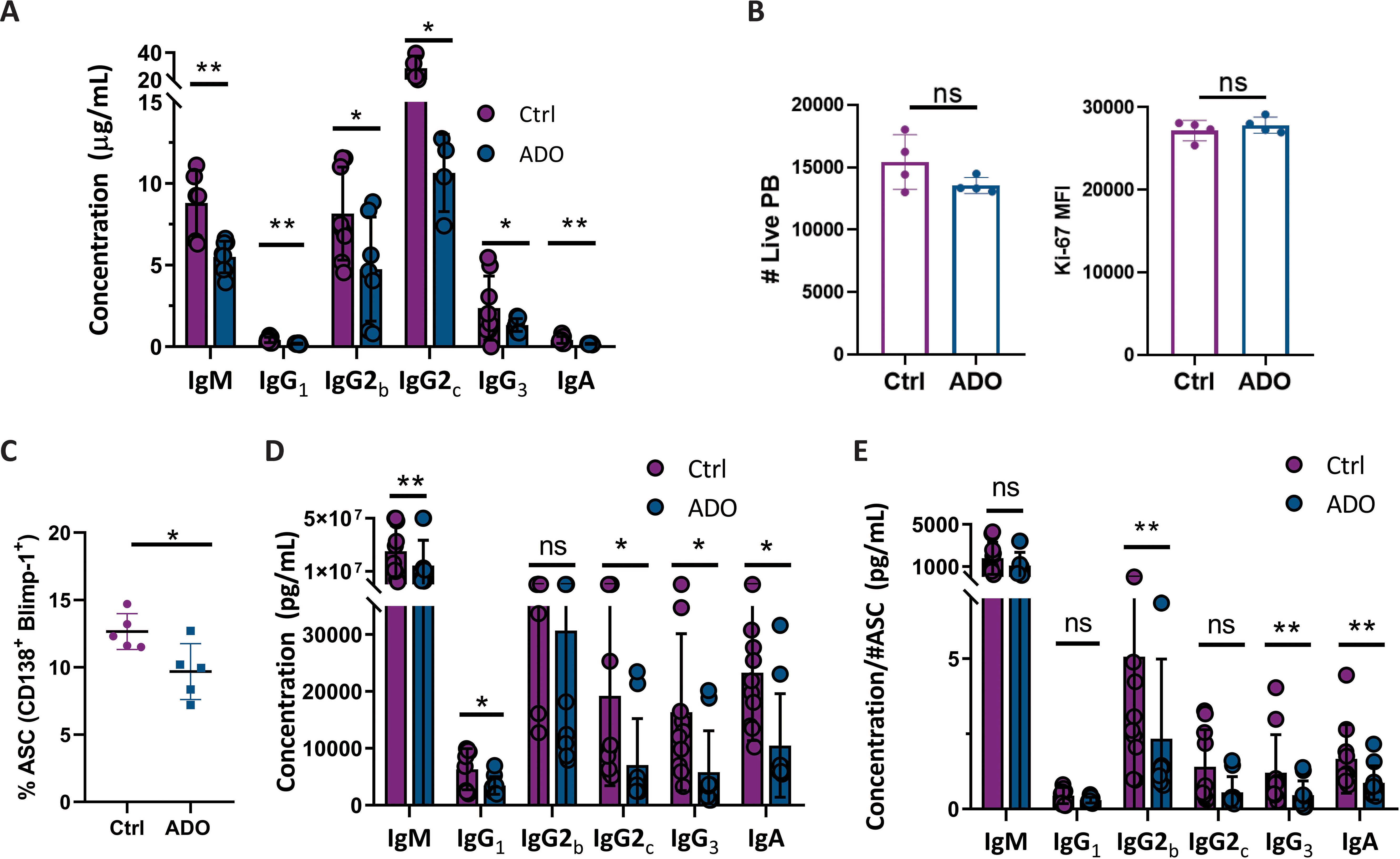 Grouped bar charts compare control (Ctrl) and ADO conditions across various assays. Panel A shows IgM, IgG, and IgA concentrations. Panel B compares live PB counts and Ki-67 MFI. Panel C presents ASC percentages. Panel D shows concentration levels, while Panel E focuses on concentration per ASC. Statistical significance is marked with asterisks, and “ns” indicates no significance. Bars represent mean values with standard error bars.