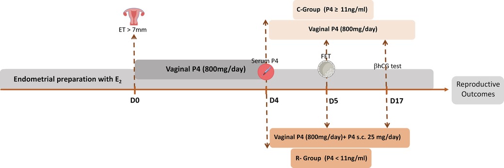 Timeline diagram illustrating the process of endometrial preparation with estrogen (E₂) starting at day one of the cycle, followed by vaginal progesterone (P4) administration at 800 milligrams per day. Serum P4 measurement occurs on day 4 of progesterone supplementation, while frozen embryo transfer (FET) is planned for days 5. A beta hCG test is scheduled on day 12 after FET, leading to reproductive outcomes. The C-Group with P4 greater than or equal to 11 nanograms per milliliter received vaginal P4 only, while the R-Group with P4 less than 11 nanograms per milliliter received vaginal P4 with additional subcutaneous P4 administration.