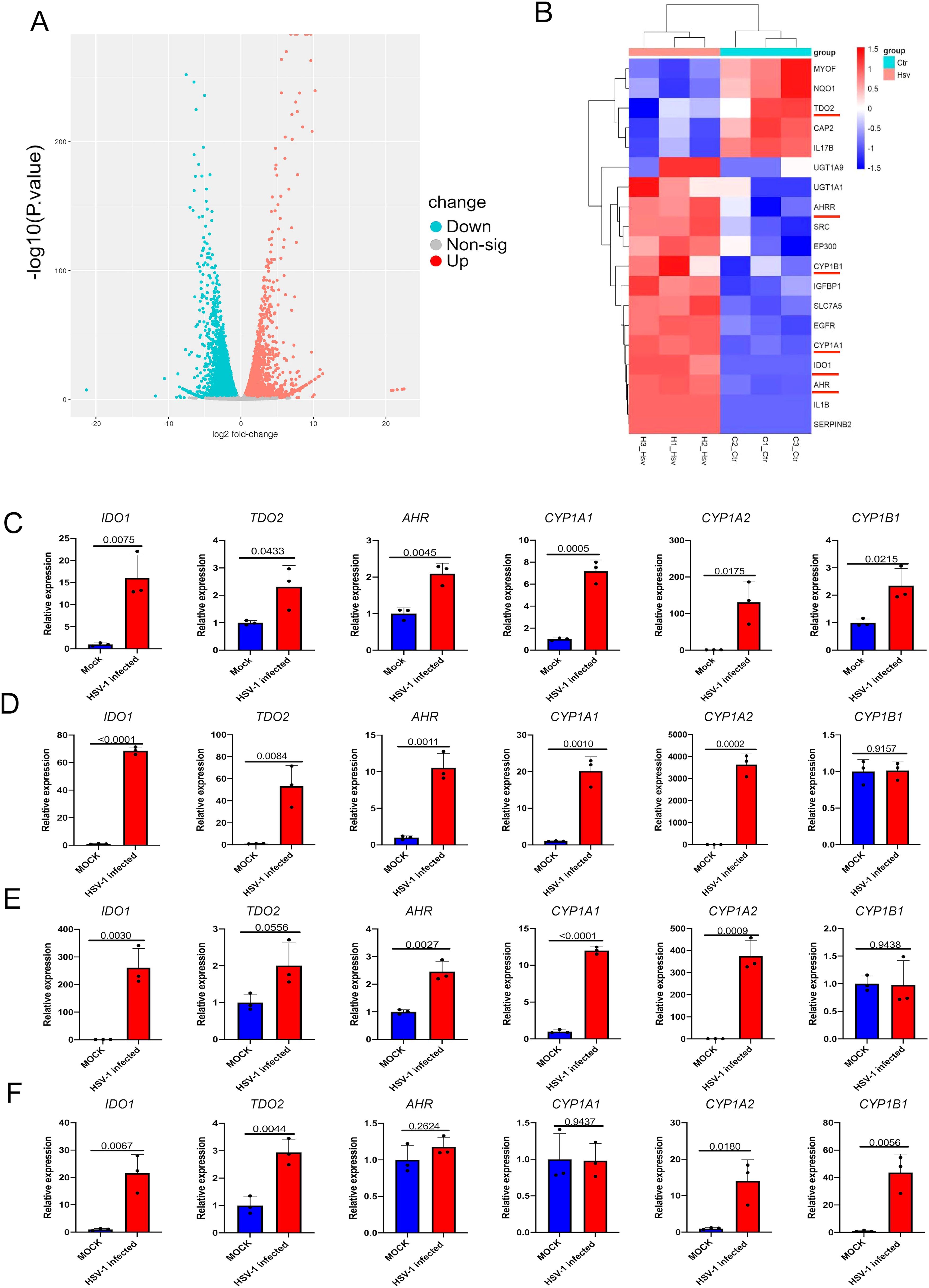 Panel A shows a volcano plot illustrating differential expressionwith points indicating upregulated and downregulated genes. Panel B presents a heatmap with hierarchical clustering, showcasing gene expression levels across different groups. Panels C to F display bar graphs of relative expression for genes IDO1, TDO2, AHR, CYP1A1, CYP1A2, and CYP1B1, comparing MOCK and HSV-1 infected samples. Each bar graph includes statistical signiļ¬cance markers. Colors and patterns highlight differential gene expression levels and statistical signiļ¬cance across conditions.