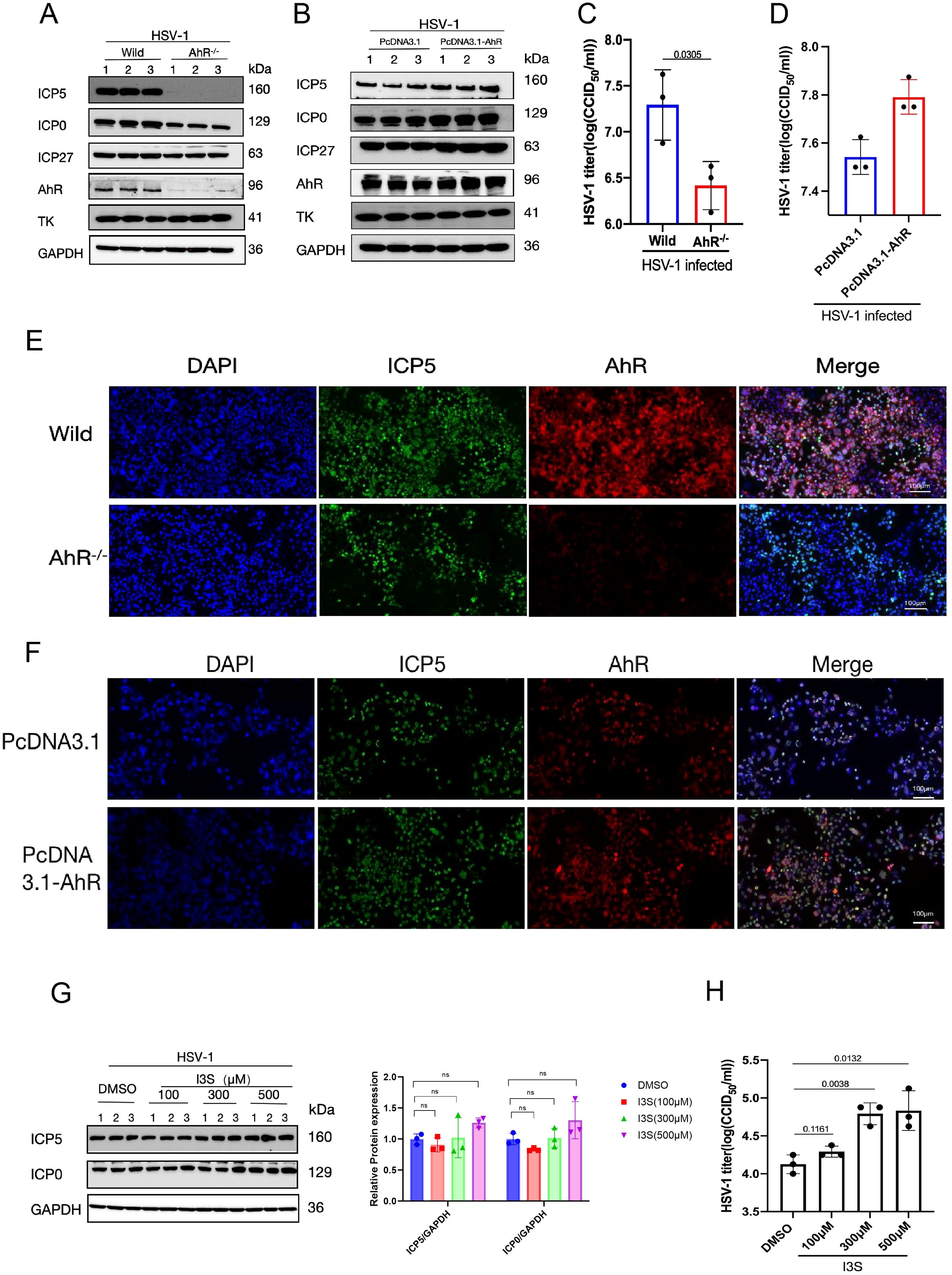 Panels A and B show Western blot analyses of ICP5, ICP0, ICP27,AhR, TK, and GAPDH levels in HSV-1 infected cells, with variations between wild type and AhR knockout or PcDNA3.1 and PcDNA3.1-AhR modiļ¬ed cells. Panels C and D present bar graphs comparing HSV-1 titers in wild type versus AhR knockout and PcDNA3.1versus PcDNA3.1-AhR groups. Panels E and F display ļ¬uorescent imaging of DAPI, ICP5, and AhR, comparing wild type with AhR knockout, and PcDNA3.1 with PcDNA3.1-AhR cells. Panel G shows a Western blot and bar graphs of protein levels post-treatment with different concentrations of I3S. Panel H features a bar graph illustrating HSV-1 titers after I3S treatment at various concentrations.