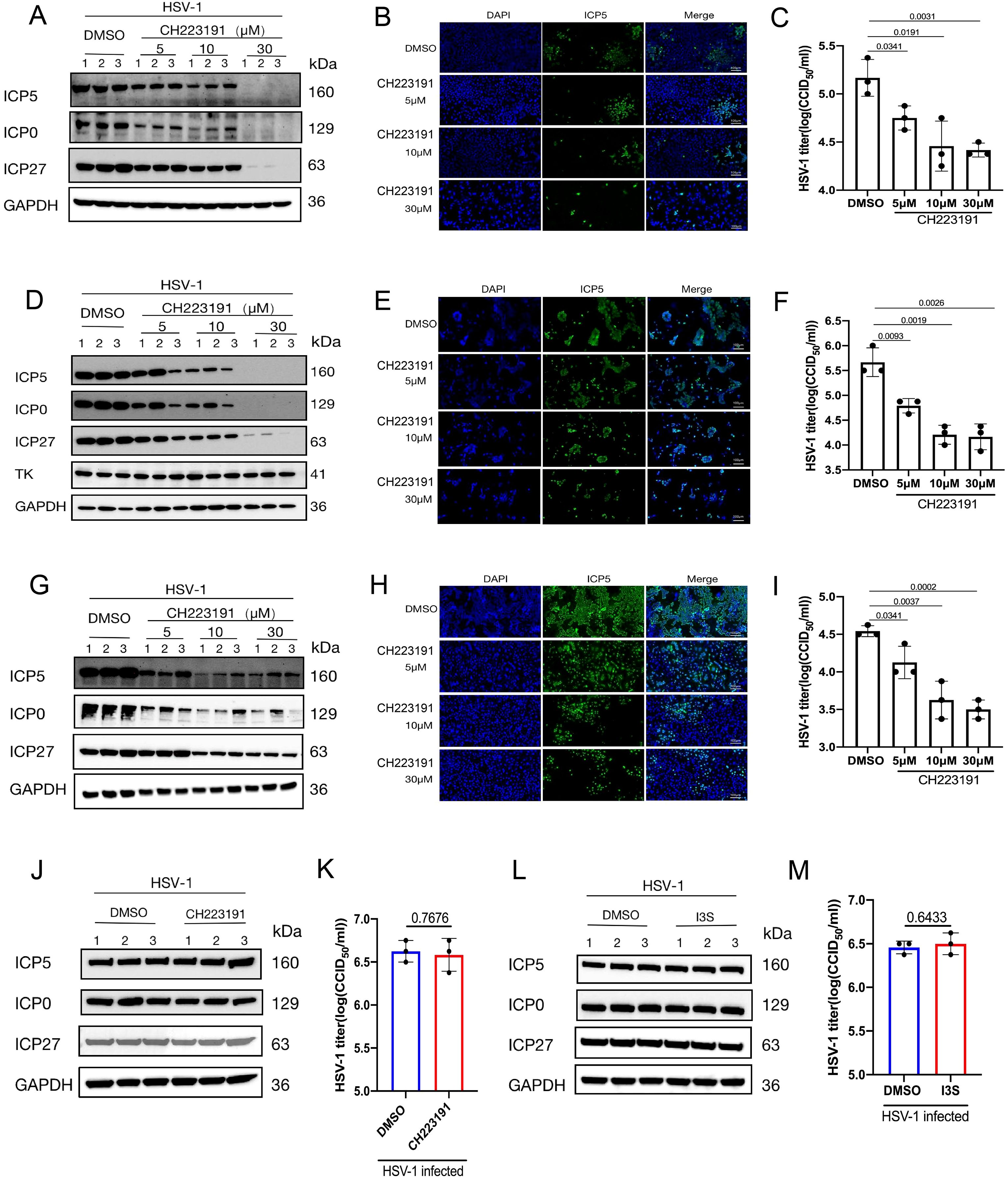 W estern blot and immunoļ¬uorescence analyses show the effectsof CH223191 on HSV-1 proteins ICP5, ICP0, ICP27, and TK at various concentrations. Panels A, D, G, and J display Western blots with GAPDH as a loading control. Panels B, E, H present immunoļ¬uorescence images showing DAPI and ICP5 staining with varying CH223191 concentrations.Graphs C, F, I, and K illustrate HSV-1 titers, highlighting statistical differences. Panel L and M show comparisons with DMSO and I3S treatmentson HSV-1 protein expression and titer, respectively.