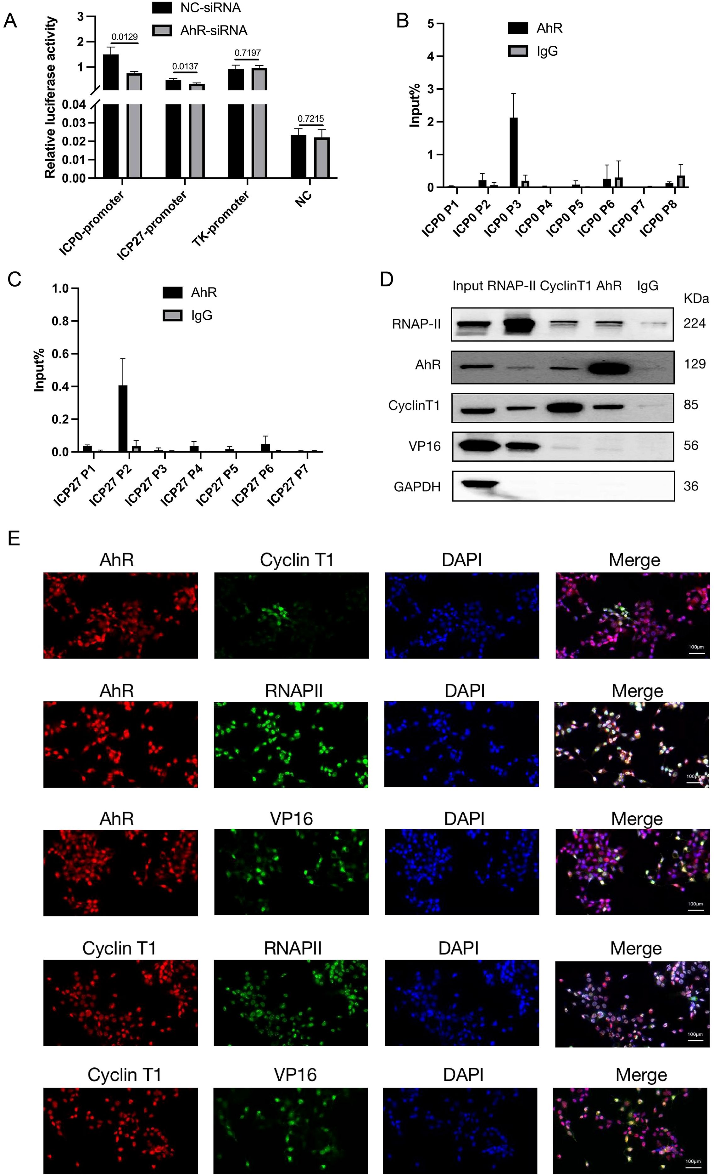 Graphical and experimental data are presented in ļ¬ve panels.Panel A shows a bar graph of relative luciferase activity with signiļ¬cant differences indicated. Panel B displays a bar graph of input percentage comparing AhR and IgG. Panel C presents another input percentage bar graph for different ICP27 promoters. Panel D features a Western blot analysis for proteins RNAP-II, AhR, CyclinT1, VP16, and GAPDH with respective sizes in KDa. Panel E contains immunoļ¬uorescence images showing the localization of AhR, Cyclin T1, RNAPII, VP16, and DAPI with merged images marked with scales.