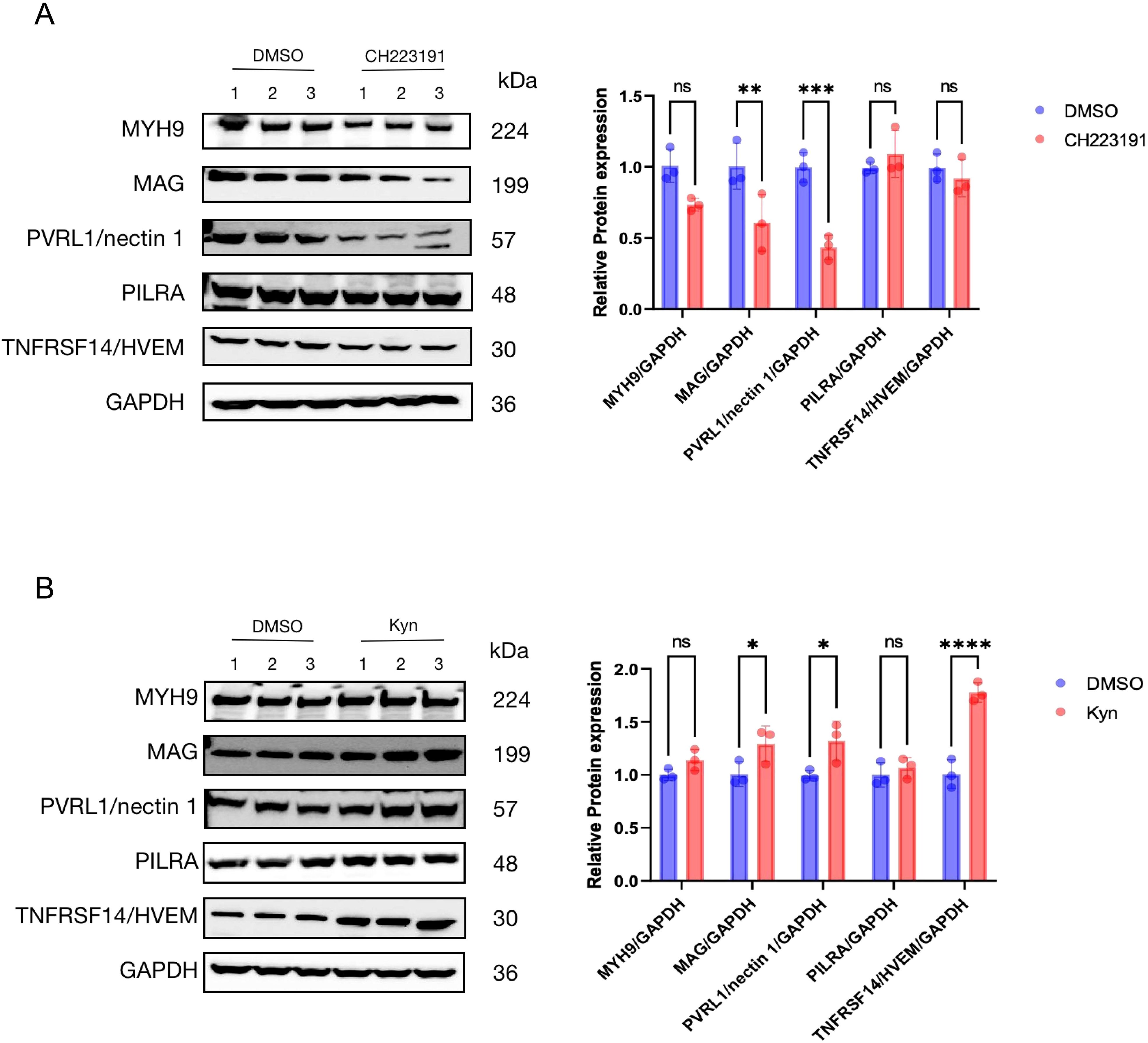 Western blot analysis and corresponding bar graphs display therelative protein expression levels of MYH9, MAG, PVRL1/nectin 1, PILRA, TNFRSF14/HVEM, and GAPDH. (A) Compares DMSO with CH223191 treatment; signiļ¬cant changes noted for MAG, PVRL1/nectin 1, and PILRA. (B) Compares DMSO with Kynurenine (Kyn) treatment; signiļ¬cant changes noted for MAG, PVRL1/nectin 1, and TNFRSF14/HVEM. Protein sizes are denoted in kilodaltons (kDa). Bar graphs indicate statistical signiļ¬cance with symbols such as ānsā for not signiļ¬cant.