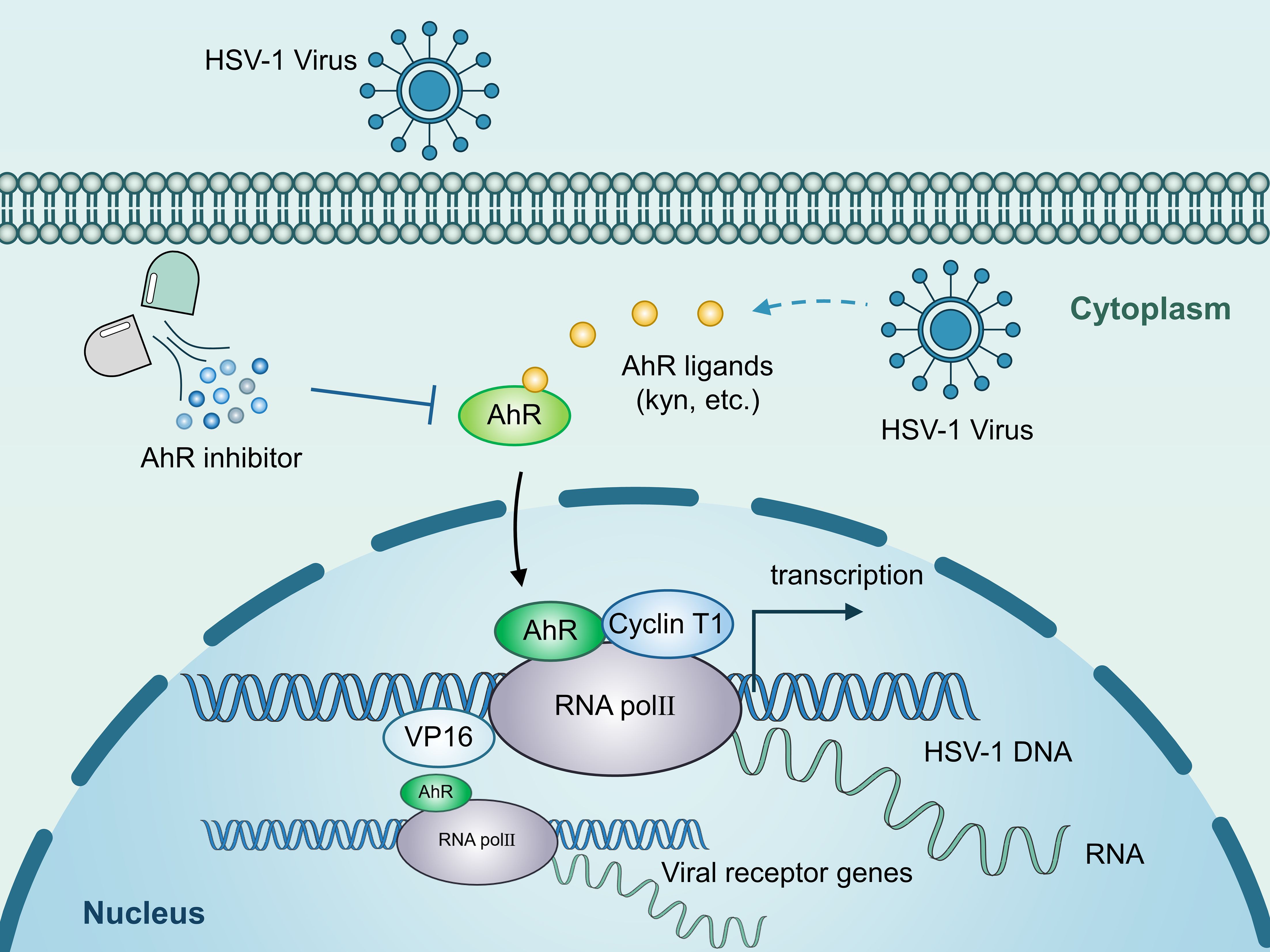 Diagram illustrating the interaction between HSV-1 virus and AhRin the cytoplasm and nucleus. AhR ligands bind to AhR, facilitating transcription of HSV-1 DNA via RNA polymerase II. AhR inhibitors block ligand binding. Cyclin T1 and VP16 areinvolved in transcription, leading to viral gene expression.