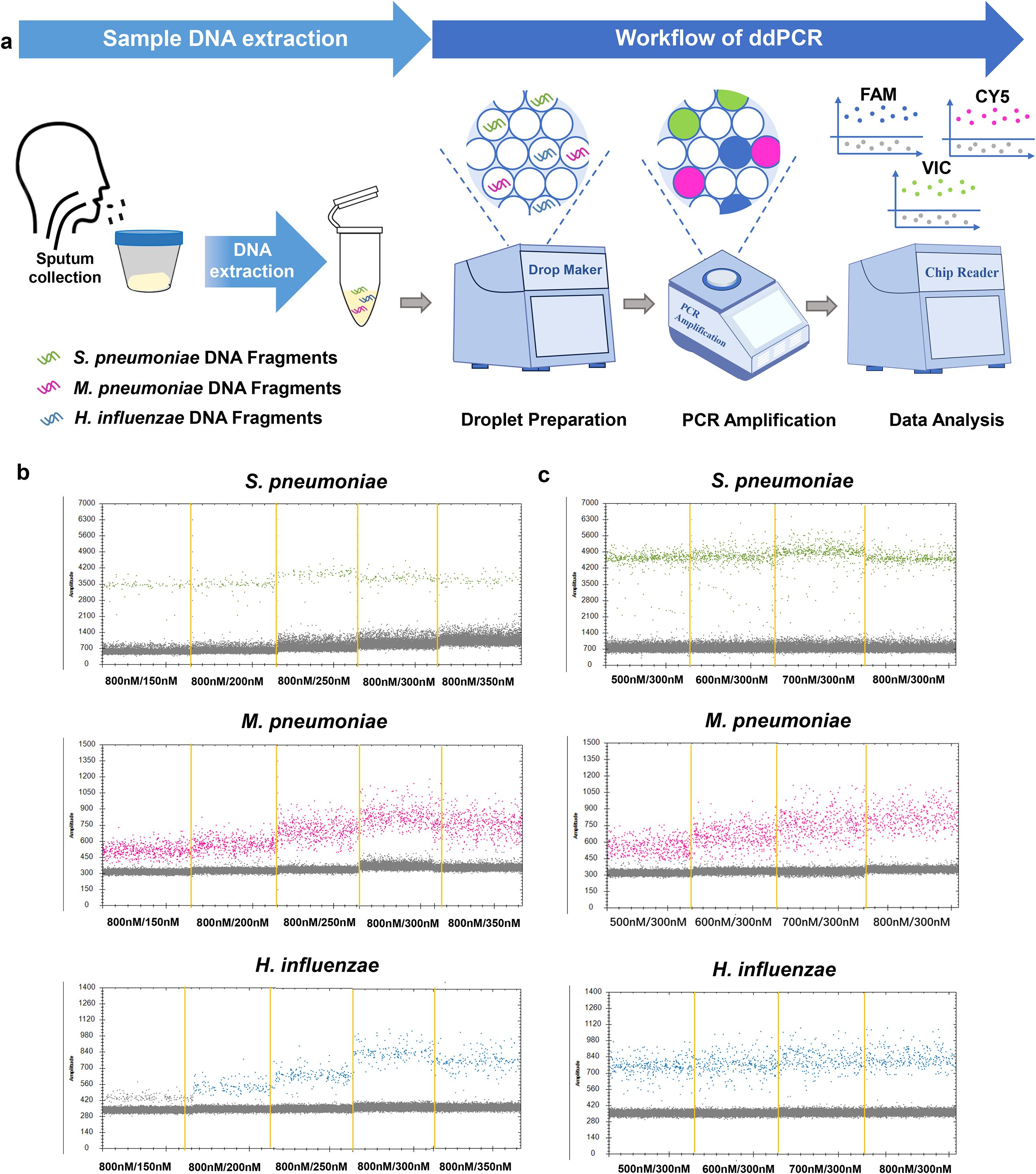 Diagram illustrating a digital droplet PCR workflow. Panel (a) shows the DNA extraction from sputum, droplet preparation, PCR amplification, and data analysis process. Panels (b) and (c) display graphs of S. pneumoniae, M. pneumoniae, and H. influenzae, with droplet counts plotted against concentration levels, showing different bands for each DNA fragment across various concentrations.