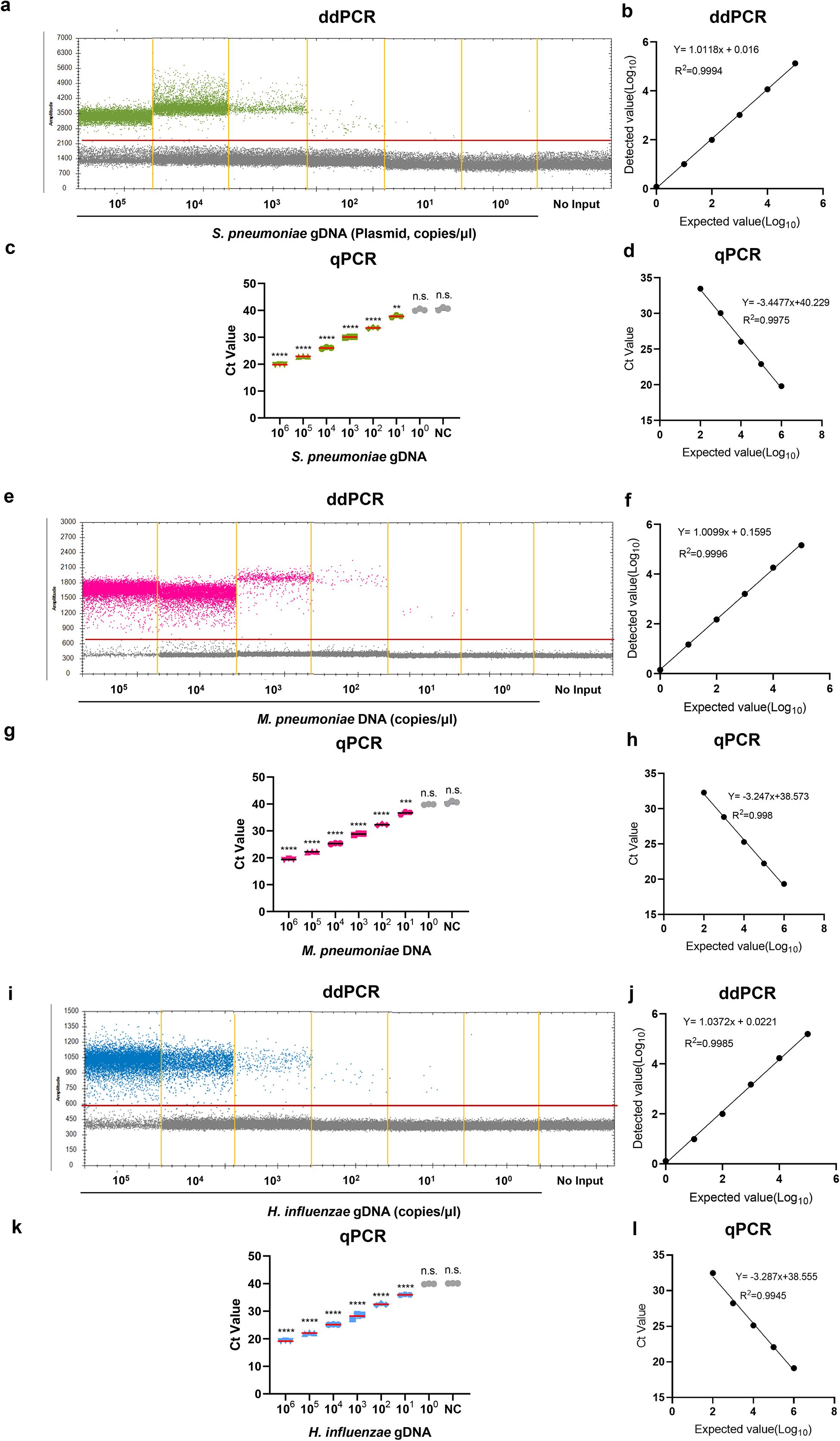 Series of graphs comparing ddPCR and qPCR results for three bacterial DNAs. Panels a and b show data for S. pneumoniae gDNA, highlighting ddPCR detected values versus expected values. Panels c and d display qPCR cycle threshold (Ct) values for S. pneumoniae. Panels e and f present ddPCR data for M. pneumoniae DNA, while panels g and h display corresponding qPCR Ct values. Panels i and j feature ddPCR results for H. influenzae gDNA, with panels k and l showing corresponding qPCR Ct values. Each set includes linear regression with R² values, indicating assay accuracy.