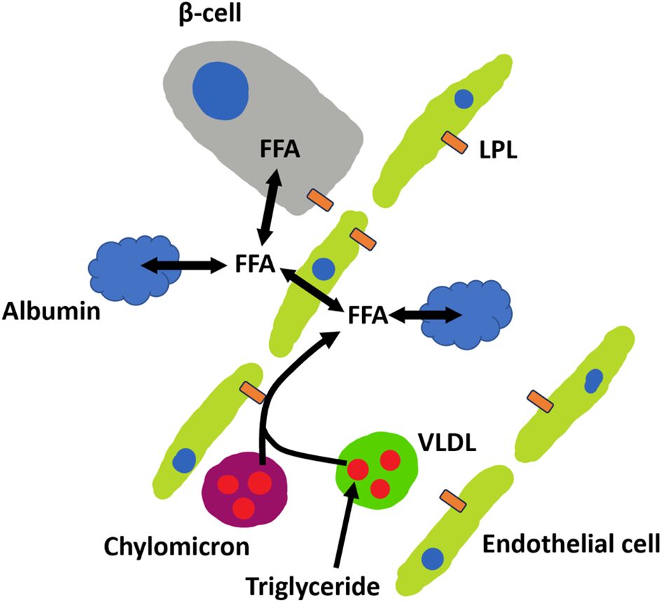 Diagram illustrating free fatty acid (FFA) movement between cells. Components include a β-cell, endothelial cells, albumin, lipoprotein lipase (LPL), chylomicron, and very low-density lipoprotein (VLDL). Arrows show FFA release and uptake, with triglycerides also depicted.