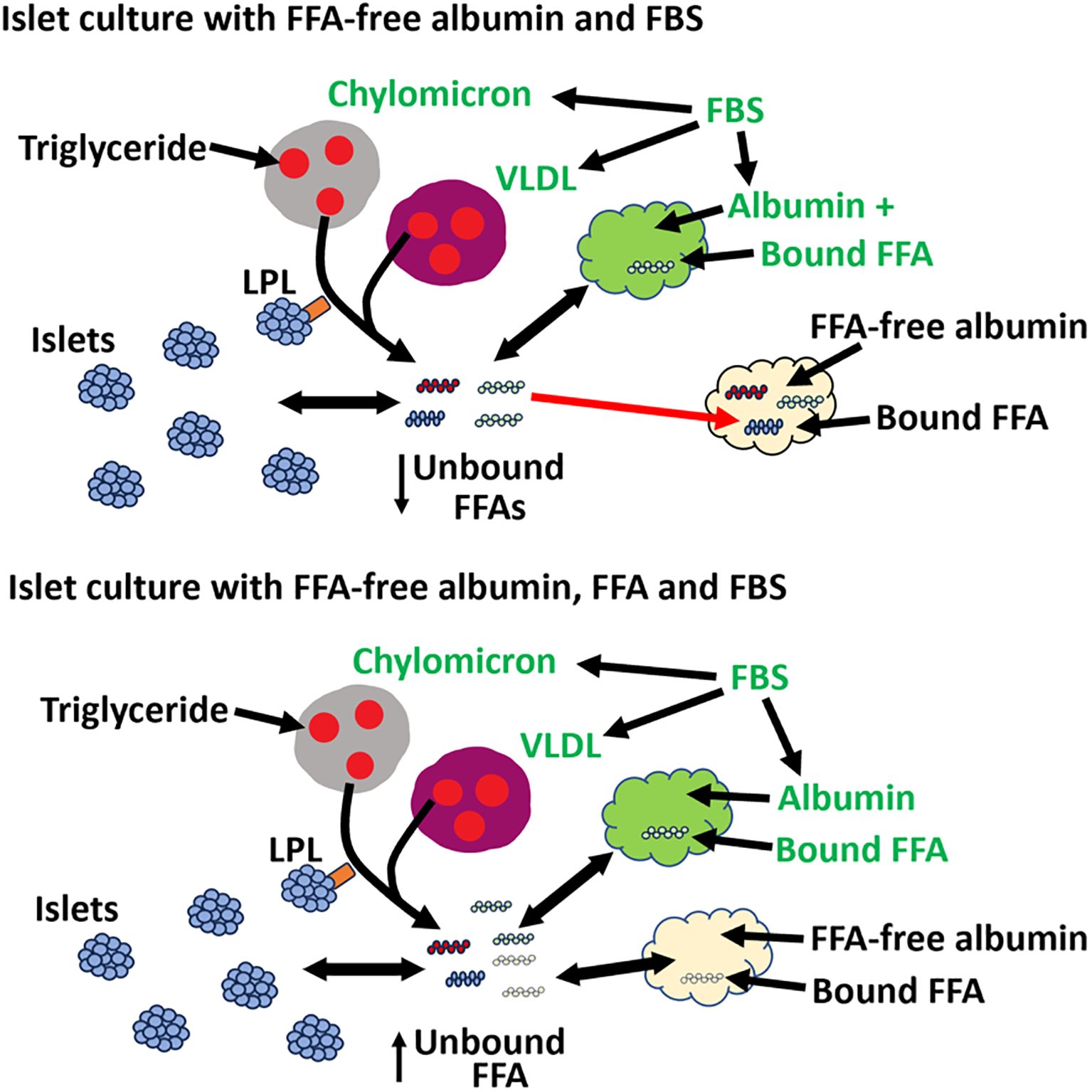 Diagram showing two islet culture scenarios. Top: islet culture with FFA-free albumin and FBS illustrating triglyceride conversion to VLDL and chylomicrons, forming unbound FFAs and bound FFA. Bottom: islet culture with FFA-free albumin, FFA, and FBS showing similar pathways, emphasizing both unbound and bound FFA interactions. Arrows indicate biochemical reactions and molecule pathways.
