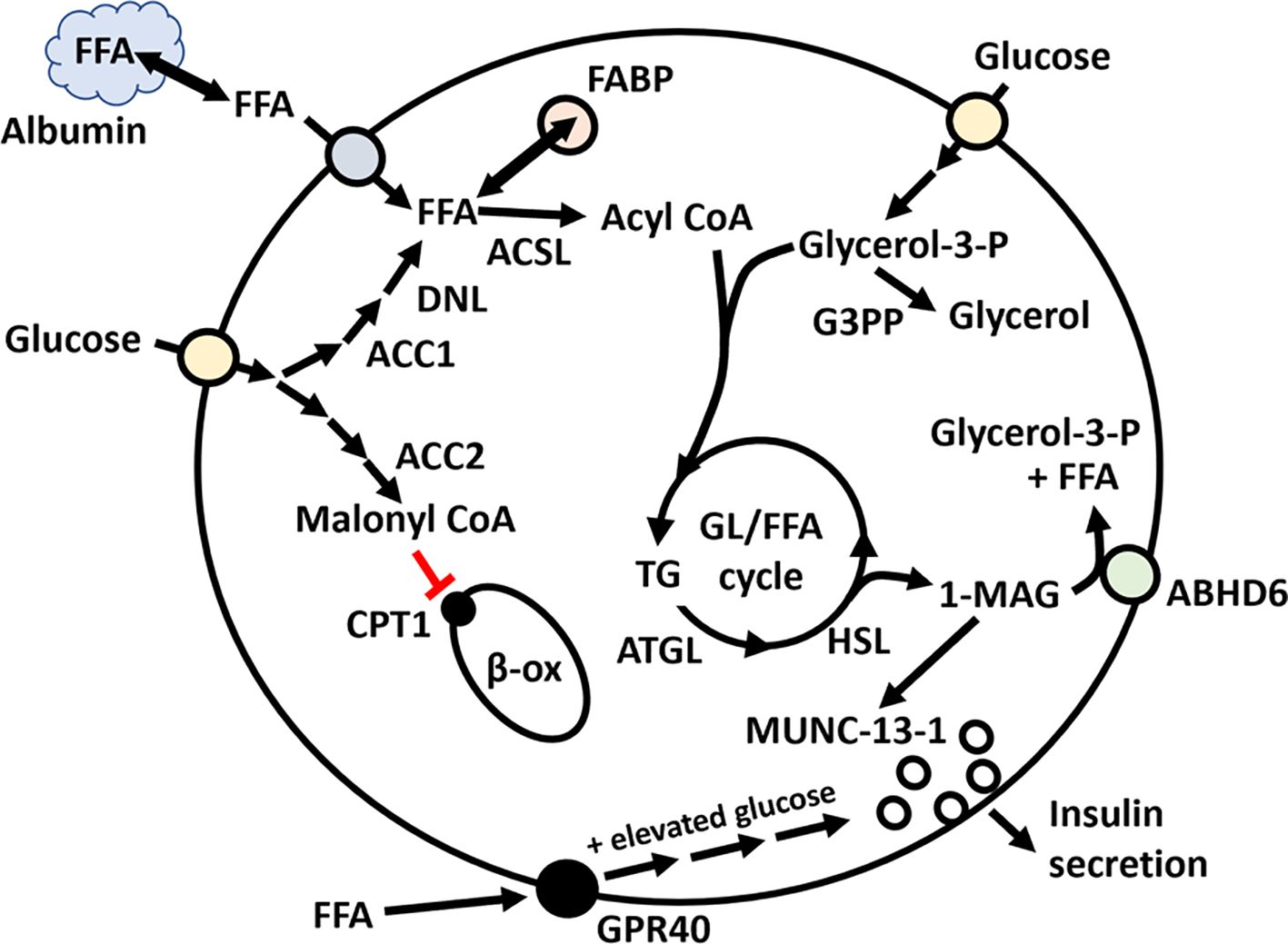 Diagram illustrating the metabolic pathways of fatty acids and glucose in a cell. Free fatty acids (FFA) from albumin are converted to Acyl CoA via ACSL. Glucose forms glycerol-3-phosphate, converting to glycerol through G3PP. The GL/FFA cycle involves TG, ATGL, HSL pathways, influencing insulin secretion. Elevated glucose affects GPR40 and MUNC-13-1. Malonyl CoA, formed from glucose through ACC1 and ACC2, inhibits CPT1, moderating β-oxidation. Key proteins like FABP, ABHD6, and enzymes involved in the cycle are labeled. Arrows indicate direction and interaction of metabolic processes.