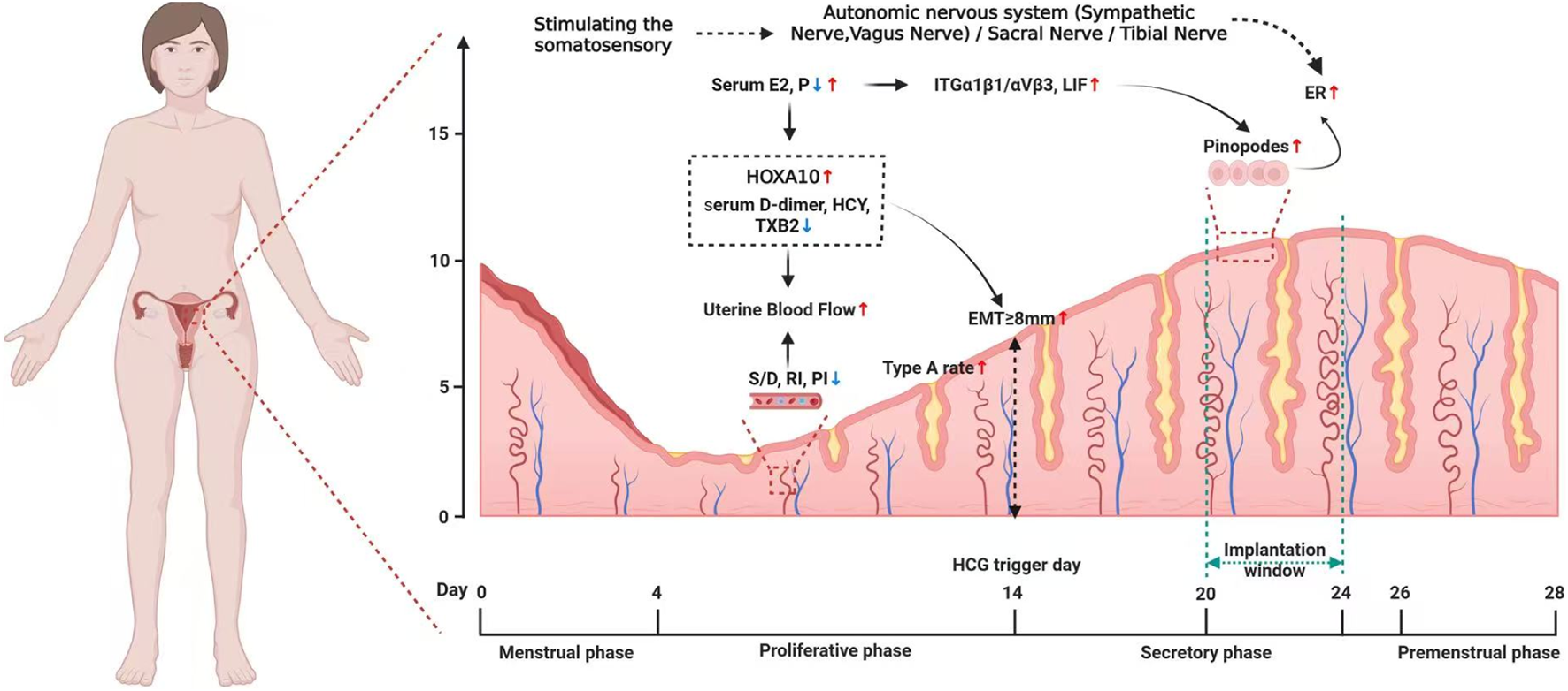 Diagram illustrating the menstrual cycle's phases in relation to uterine lining changes and hormonal signals. It shows a woman's anatomy with a focus on the uterus, alongside a graph detailing uterine lining thickness across the menstrual, proliferative, secretory, and premenstrual phases. Annotations indicate hormonal activities, nerve stimulation, and implantation windows.