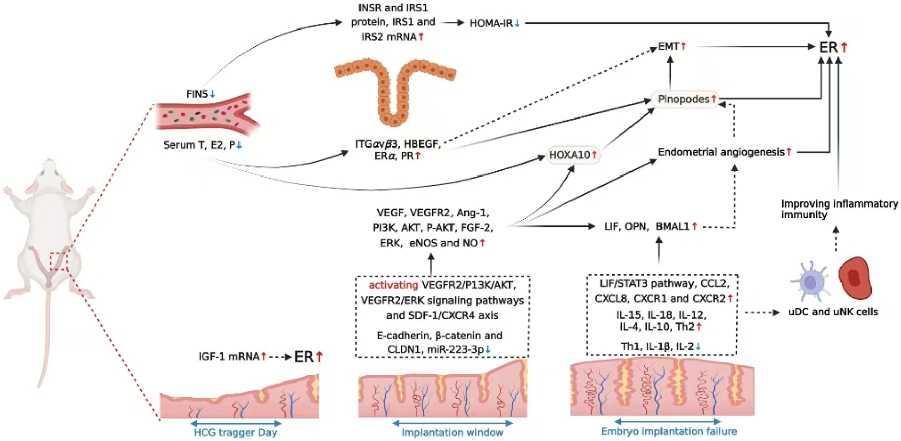 Diagram showing the molecular pathways involved in embryo implantation in a mouse model. It details hormonal and genetic interactions such as FINS, IGF-1 mRNA, and pathways like VEGFR2/PI3K/AKT. It includes terms like EMT, pinopodes, and inflammatory immunity indicators. The timeline is divided into HCG trigger day, implantation window, and embryo implantation failure stages, illustrating complex cellular interactions and processes.