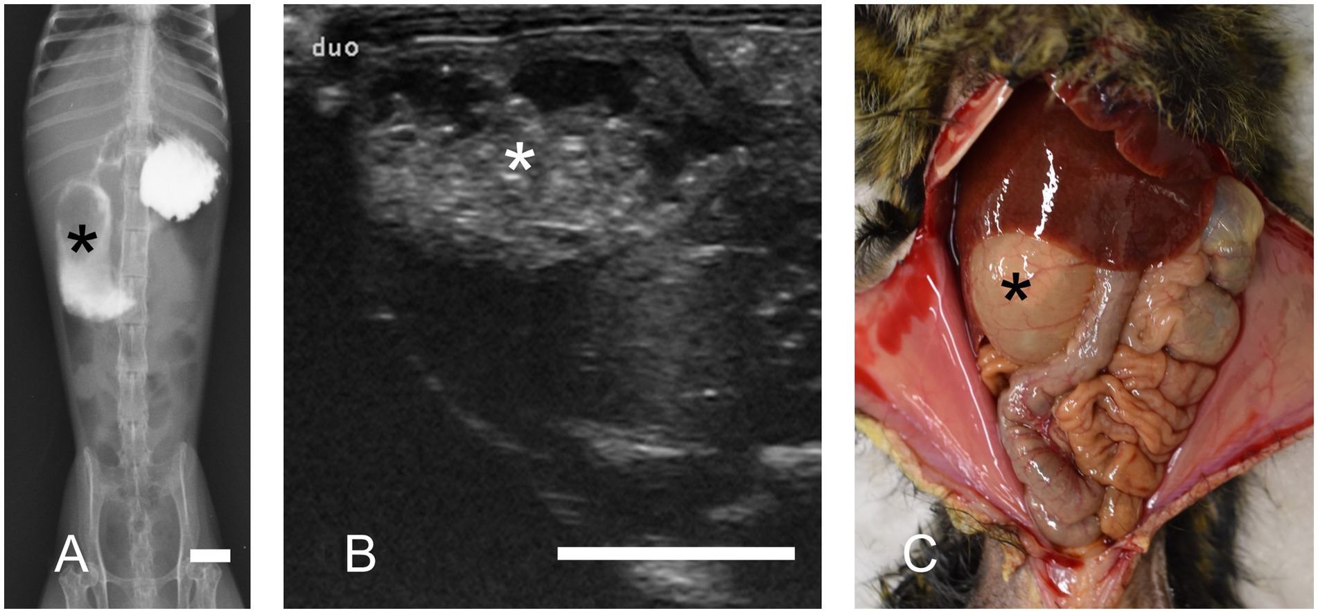 Panel A shows a contrast radiograph of a marmoset abdomen highlighting marked dilation of the descending duodenum (asterisk). Panel B displays a transverse ultrasonographic image of the same region showing a dilated segment. Panel C presents a necropsy image of the abdomen with the dilated duodenum exposed and indicated by an asterisk. Scale bars are shown in each panel.