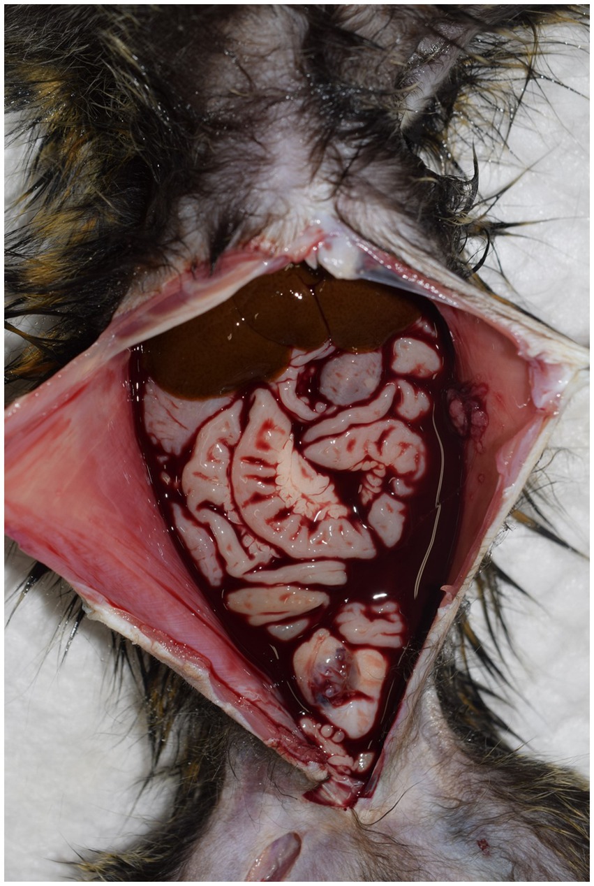 Gross necropsy image of a marmoset with hemoperitoneum. A large volume of blood is seen throughout the abdominal cavity. The skin has been reflected to expose internal organs, although the exact bleeding source is unclear. Tissue patterns and blood accumulation are clearly visible. The number four is shown in the corner.