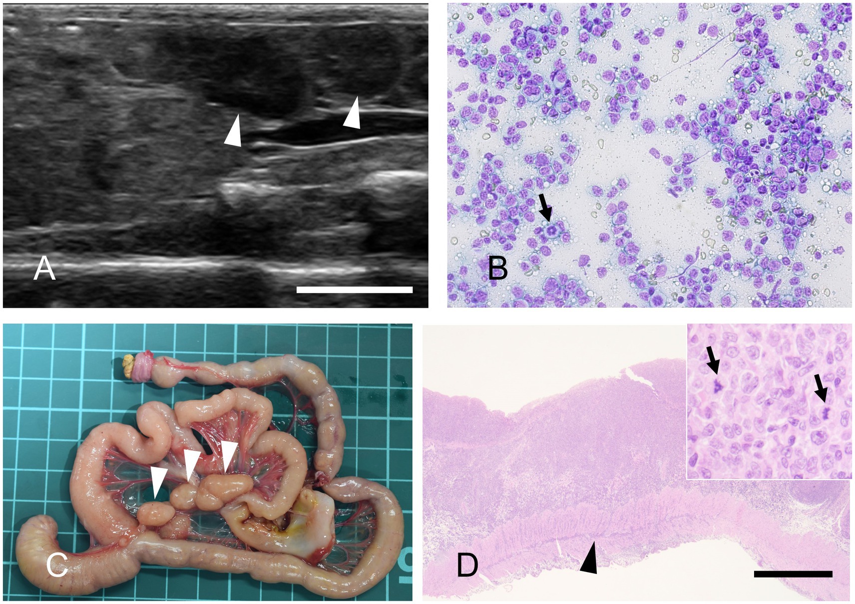 Panel A displays abdominal ultrasonography showing enlarged mesenteric lymph nodes, marked with arrowheads. Panel B presents a cytological image of monomorphic lymphocytes stained with modified Giemsa, with a mitotic figure indicated by an arrow. Panel C shows grossly enlarged mesenteric lymph nodes on a grid. Panel D reveals histological transmural infiltration of neoplastic lymphocytes, with an inset highlighting large nuclei and mitotic figures.