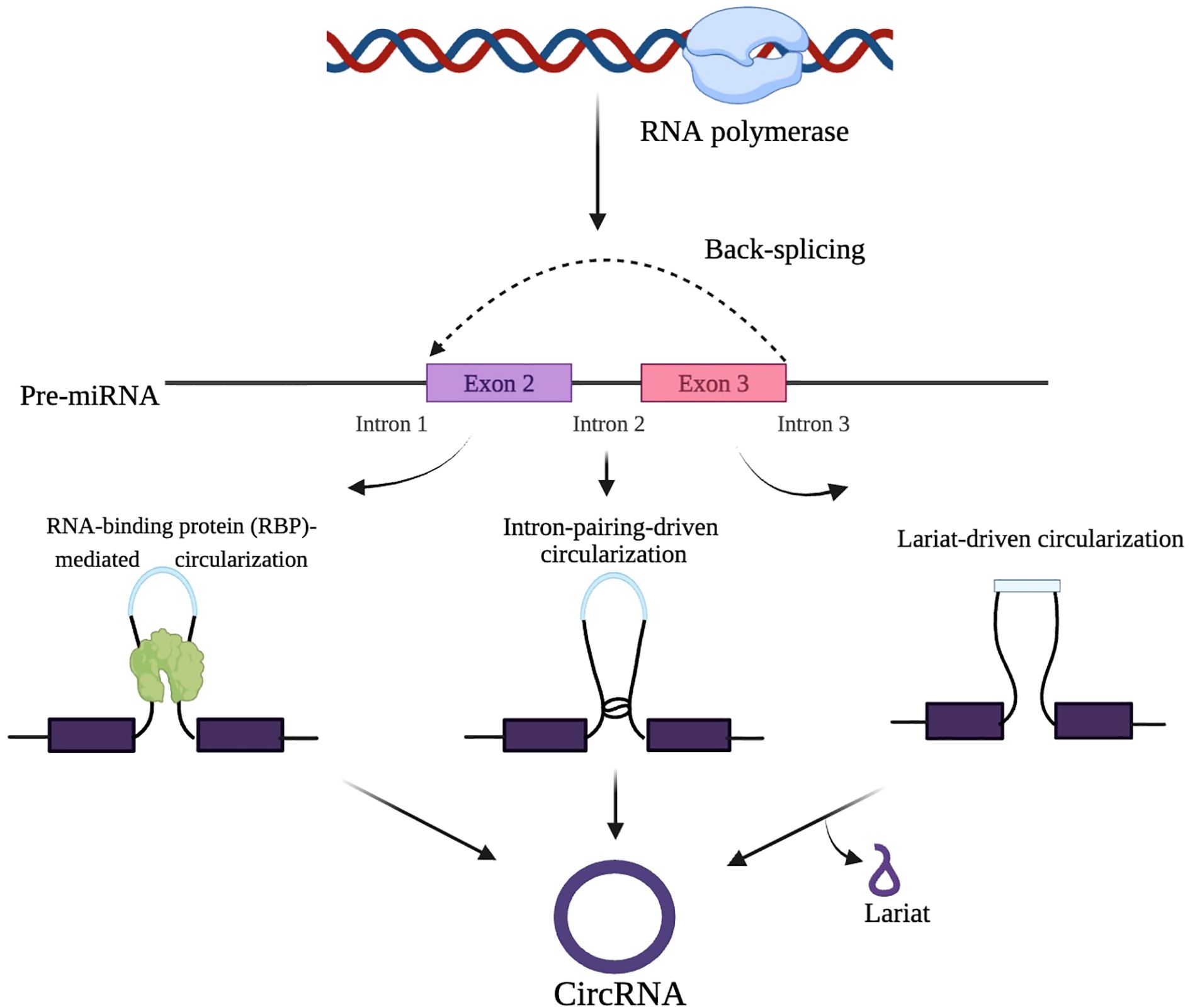 Diagram illustrating the process of circular RNA (circRNA) formation through three pathways: RBP-mediated, intron-pairing-driven, and lariat-driven circularization. It shows RNA polymerase transcribing pre-miRNA, leading to back-splicing between Exon 2 and Exon 3, forming circRNA.