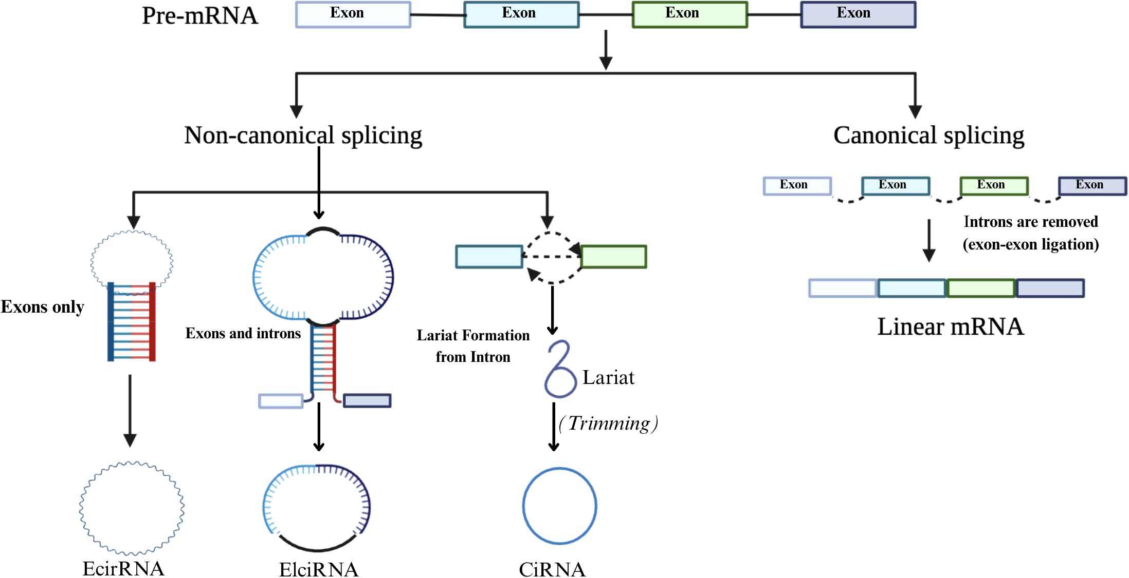 Diagram illustrating pre-mRNA splicing pathways. Canonical splicing results in linear mRNA by removing introns, retaining exons. Non-canonical splicing leads to various circular RNAs: exons only form EciRNA, exons and introns form ElciRNA, and lariat introns form CiRNA after trimming.