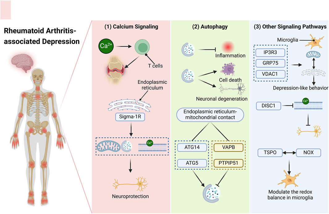 Diagram explaining rheumatoid arthritis-associated depression through three pathways: (1) Calcium signaling involves T cells, endoplasmic reticulum, and Sigma-1R leading to neuroprotection. (2) Autophagy illustrates inflammation, cell death, neuronal degeneration, and endoplasmic reticulum-mitochondrial contact involving ATG14, ATG5, VAPB, and PTPIP51. (3) Other signaling pathways include microglia, IP3R3, GRP75, VDAC1, DISC1, modulating depression-like behavior and redox balance.