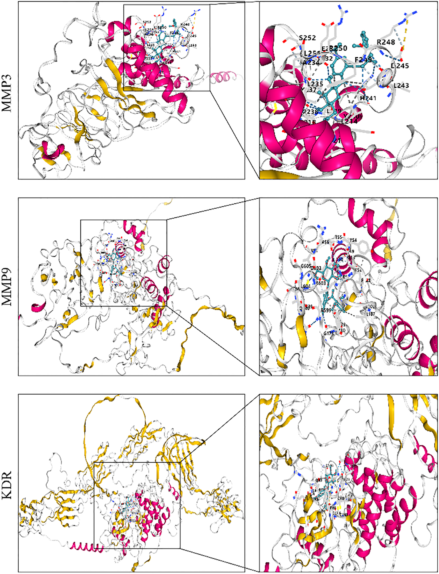 Molecular structures of MMP3, MMP9, and KDR enzymes with detailed close-ups. Each structure shows complex interactions with ligands, highlighted in blue, amidst magenta helices and yellow strands. Specific amino acids are labeled, depicting bonding interactions.