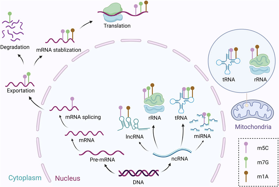 Diagram showing RNA processing and functions within a cell, highlighting steps from DNA to pre-mRNA, mRNA splicing, exportation, stabilization, translation, and degradation. ncRNA, lncRNA, rRNA, tRNA, and miRNA are also depicted. A section shows tRNA and rRNA in mitochondria. Key for m5C, m7G, and m1A modifications is included.