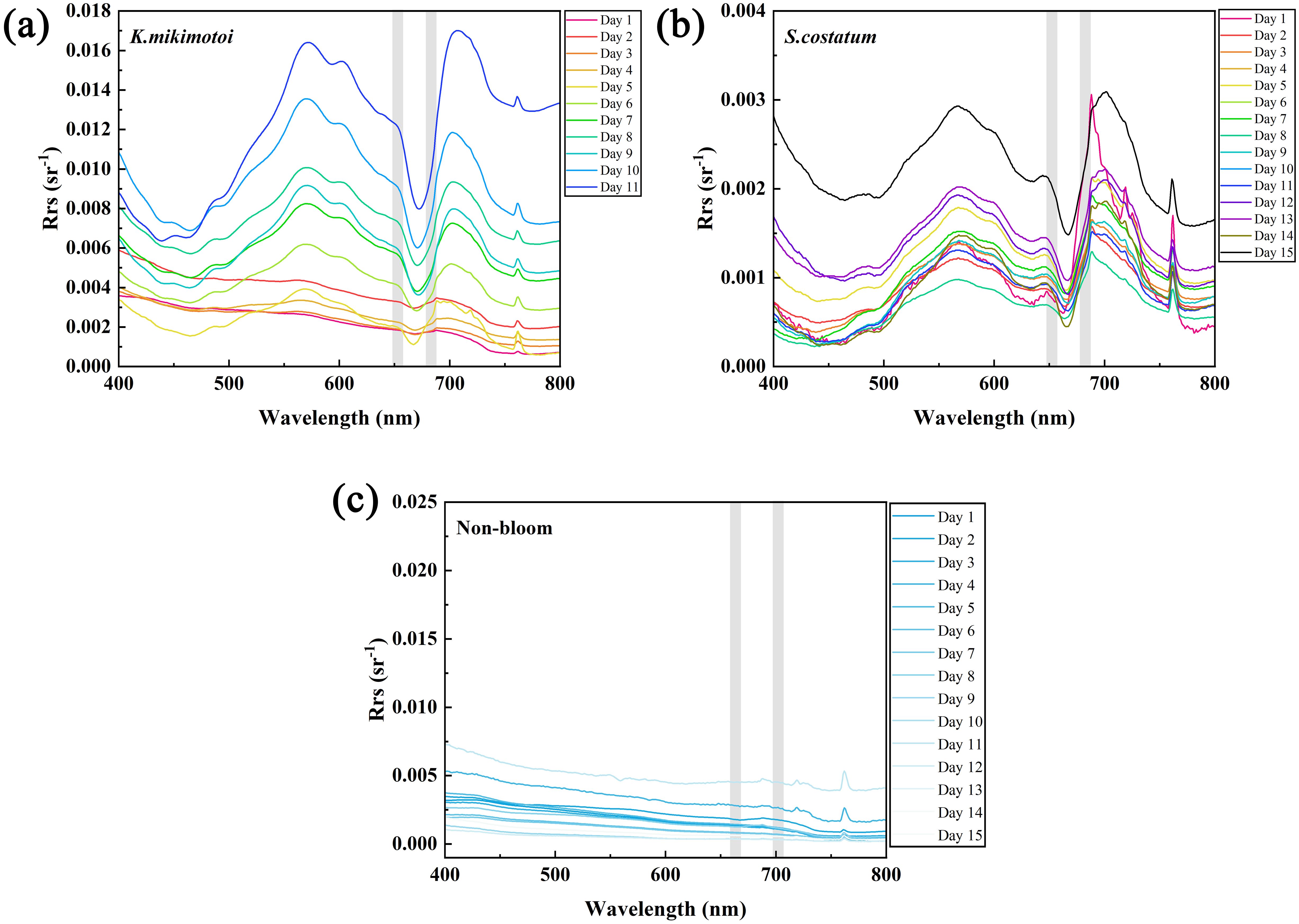 Three graphs display remote sensing reflectance (Rrs) over wavelengths from four hundred to eight hundred nanometers: (a) K. mikimotoi over eleven days with peaks around 450 and 675 nm; (b) S. costatum over fifteen days with a distinct curve; (c) Non-bloom conditions over fifteen days, showing lower Rrs with no significant peaks. Legends indicate color-coded days.