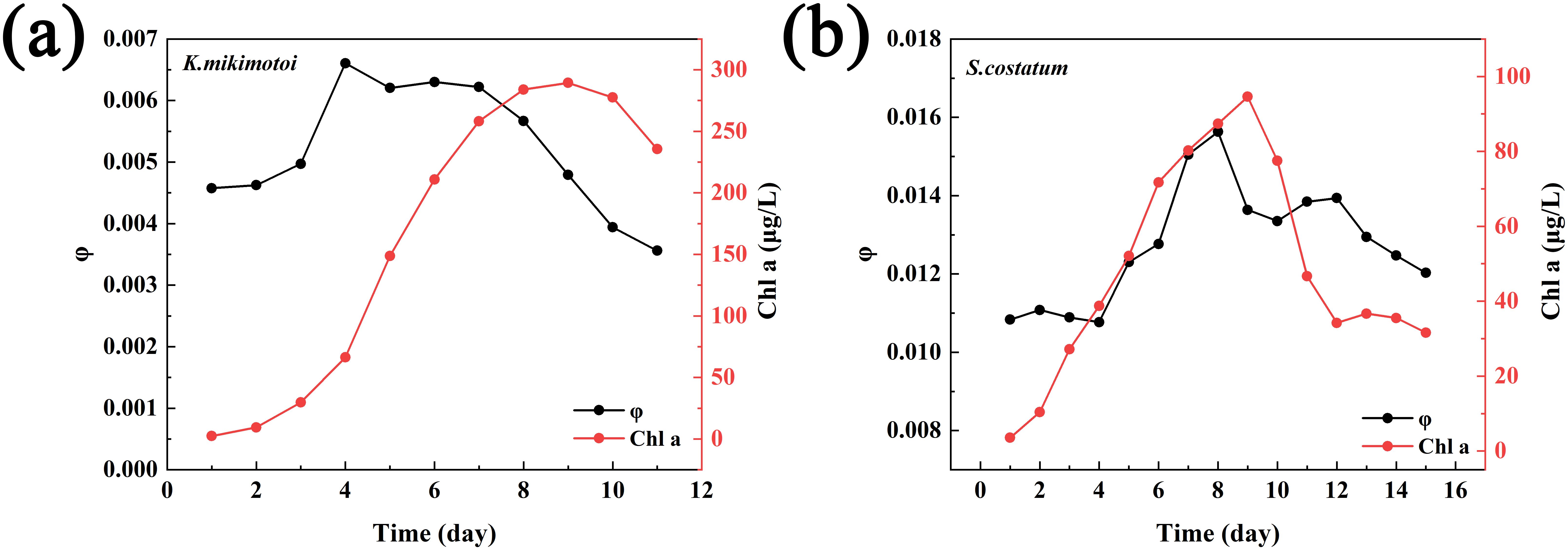 Two line graphs display the progression of parameters over time for K. mikimotoi and S. costatum. Graph (a) shows K. mikimotoi with black representing parameter φ and red for Chl a; both increase until day six, then φ declines while Chl a peaks and decreases. Graph (b) depicts S. costatum, with similar color coding, showing both parameters rising until day eight, then declining. Y-axes display the measurement values, and X-axes represent time in days.