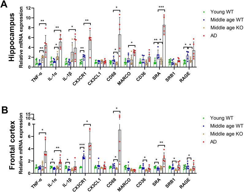 Bar graphs showing relative mRNA expression in (A) hippocampus and (B) frontal cortex for TNF-α, IL-1α, IL-1β, CX3CR1, CX3CL1, CD68, MARCO, CD36, SRA, SRB1, and RAGE. Data are compared across groups: Young WT (green), Middle age WT (blue), Middle age KO (orange), and AD (red). Significant differences are indicated by asterisks.