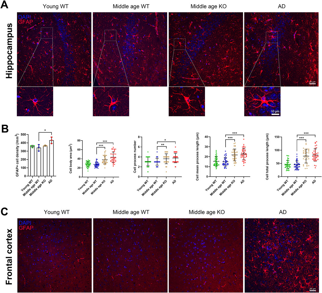 Panel A shows fluorescent images of hippocampus sections from young wild type (WT), middle age WT, middle age knockout (KO), and Alzheimer’s disease (AD) subjects highlighting DAPI in blue and GFAP in red. Panel B presents graphs comparing GFAP cell density, cell body area, cell process number, mean process length, and total process length among the groups, with statistical significance indicated. Panel C displays fluorescent images of frontal cortex sections, similarly labeled for DAPI and GFAP, across the same subject groups.