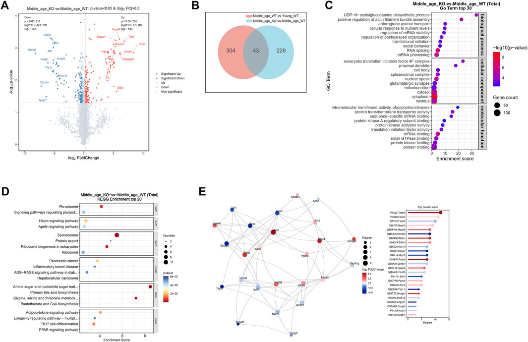 A series of scientific charts and graphs are displayed: A) a volcano plot showing gene expression changes, B) a Venn diagram comparing gene groups, C) a graph of gene ontology terms with enrichment scores, D) a KEGG pathway enrichment analysis, and E) a protein interaction network with a ranking of top proteins by interactions and fold change.